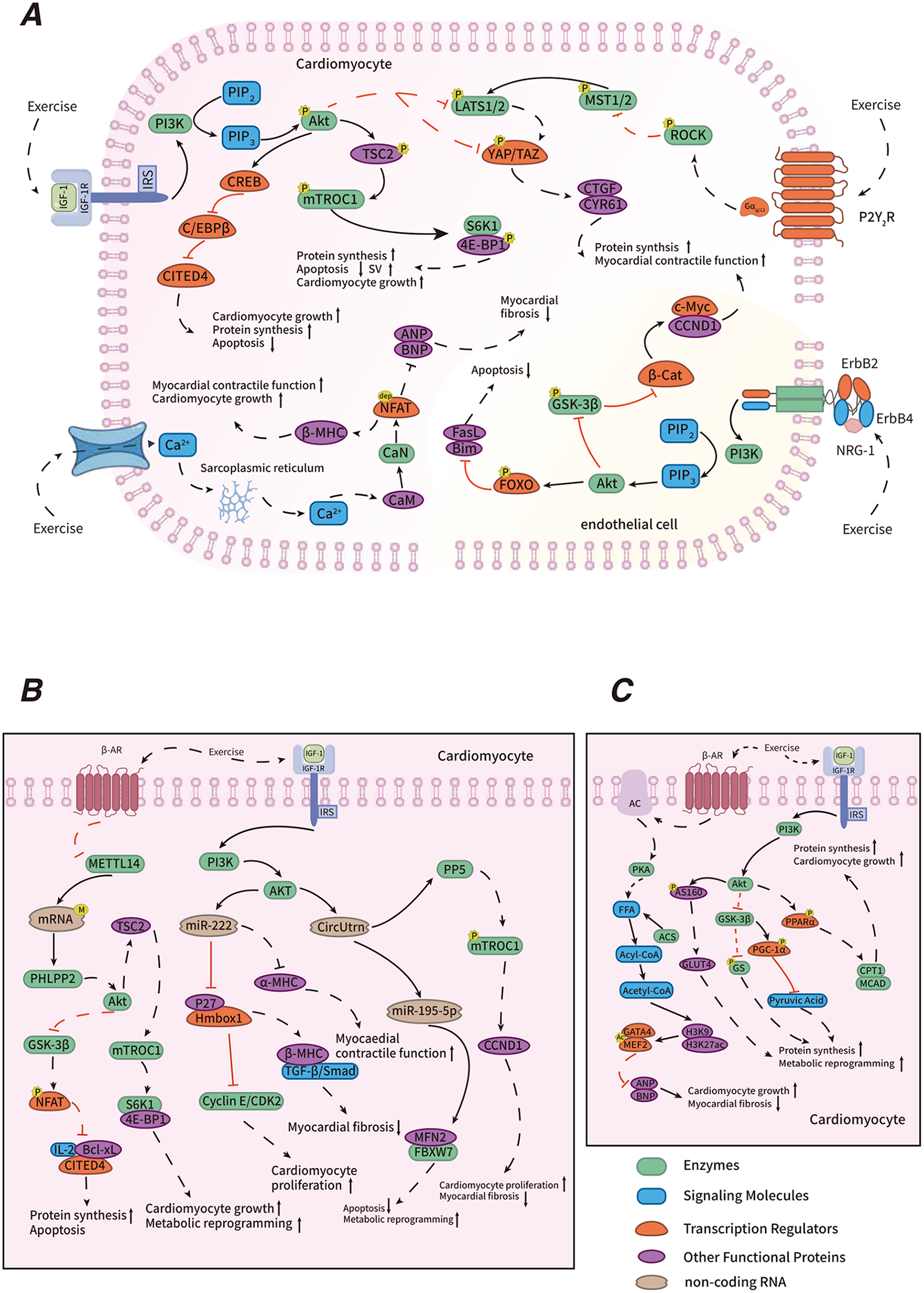 Diagram illustrating various molecular pathways in cardiomyocytes (A, B, C) activated by exercise. Each panel depicts signaling interactions involving enzymes, signaling molecules, transcription regulators, and other functional proteins. Key pathways include Akt, mTORC1, PI3K, and GSK-3β, with effects on protein synthesis, cardiomyocyte growth, apoptosis, and myocardial function. Panel A focuses on cardiomyocyte and endothelial cell interactions, Panel B highlights metabolic reprogramming, and Panel C covers cardiomyocyte proliferation and fibrosis. Different molecules are color-coded by function: enzymes (blue), signaling molecules (green), transcription regulators (orange), other functional proteins (purple), and non-coding RNA (red).