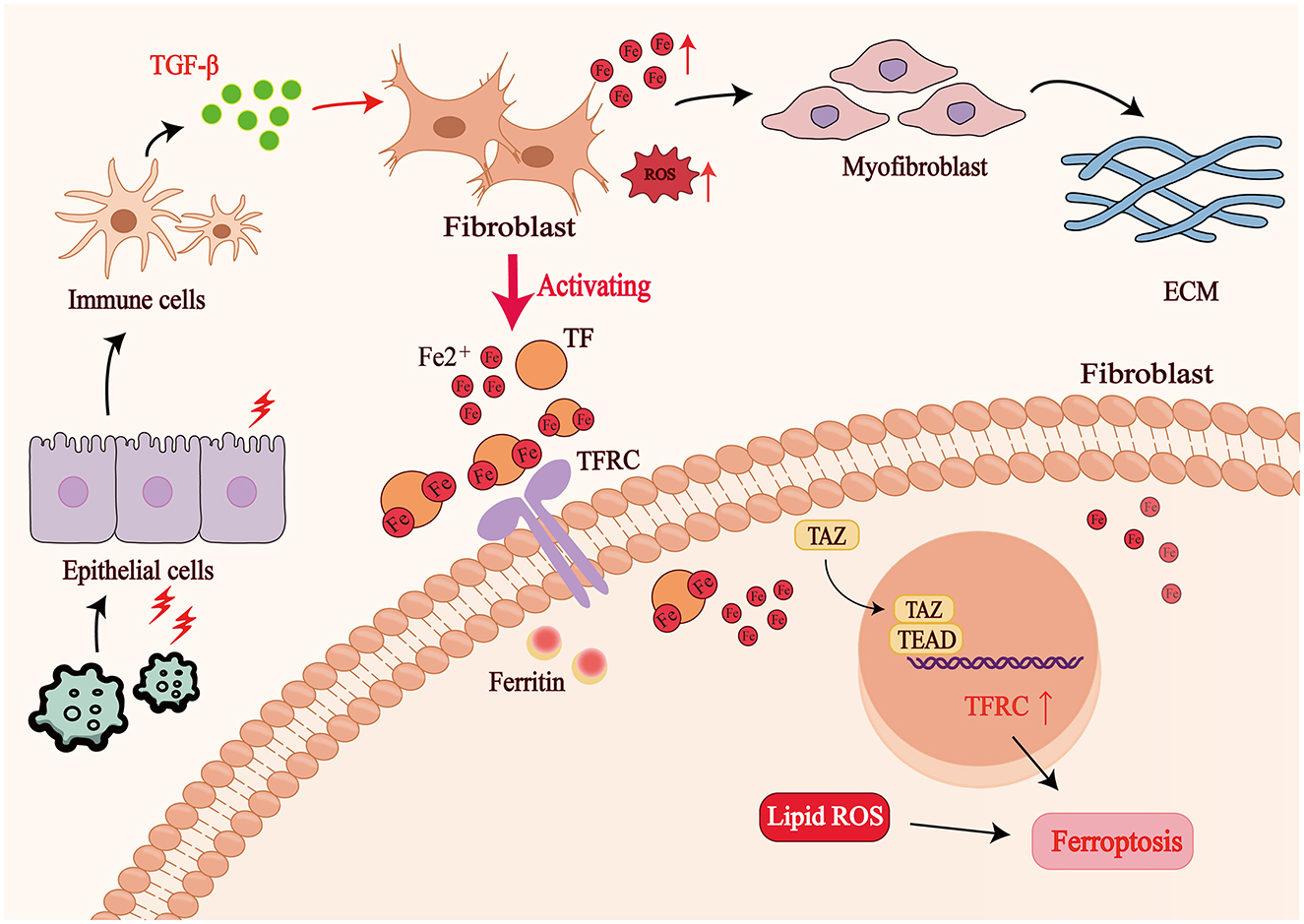 Diagram illustrating the process of ferroptosis in fibroblasts. TGF-β from immune and epithelial cells activates fibroblasts, increasing reactive oxygen species (ROS). This activates myofibroblasts and extracellular matrix (ECM) formation. Iron (Fe2+) interacts with transferrin (TF) and transferrin receptor (TFRC), leading to ferritin synthesis. TAZ and TEAD are shown regulating TFRC expression, resulting in heightened lipid ROS and inducing ferroptosis.