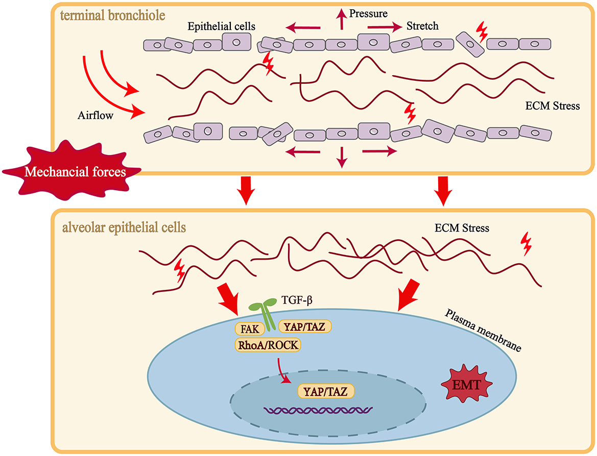 Diagram depicting mechanical forces in lungs. The top section shows airflow causing pressure and stretch in terminal bronchiole epithelial cells, resulting in ECM stress. The bottom section illustrates ECM stress affecting alveolar epithelial cells. TGF-β signaling leads to FAK, YAP/TAZ, and RhoA/ROCK pathways, influencing EMT within the cell.