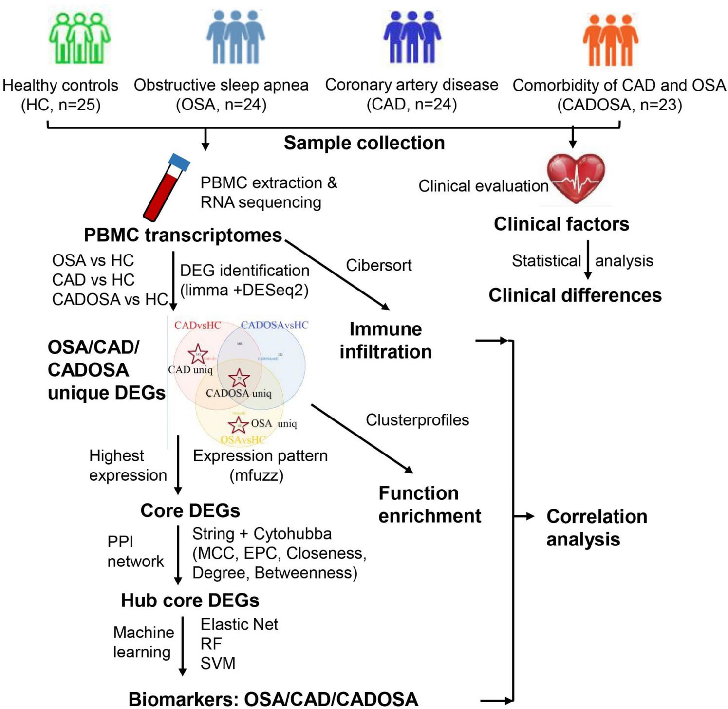 Flowchart illustrating a study comparing healthy controls (n = 25), obstructive sleep apnea (OSA, n = 24), coronary artery disease (CAD, n = 24), and comorbidity of CAD and OSA (CADOSA, n = 23). It details the sample collection, PBMC transcriptome analysis, clinical evaluation, and statistical analysis. The chart shows processes like DEG identification, immune infiltration, function enrichment, correlation analysis, and machine learning for identifying core and hub DEGs, concluding with biomarkers for conditions OSA, CAD, and CADOSA.
