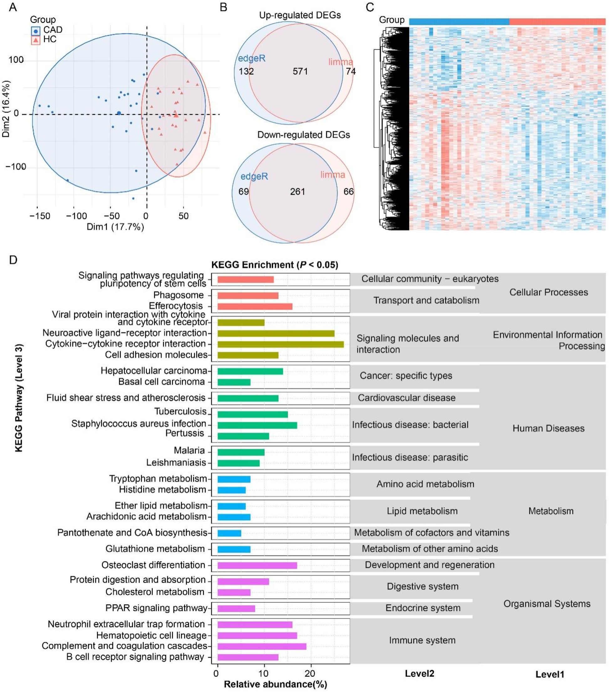 A series of scientific visualizations detailing differential gene expression and KEGG pathway enrichment between CAD and HC. (A) PCA plot with two groups: CAD and HC, showing clustering. (B) Venn diagrams comparing up-regulated and downregulated differentially expressed genes (DEGs) identified using edgeR and limma methods. (C) Heatmap illustrating gene expression patterns across samples, with hierarchical clustering on the side. (D) Bar graph displaying KEGG pathway enrichment with significant pathways highlighted, categorized into KEGG levels 1 and 2.