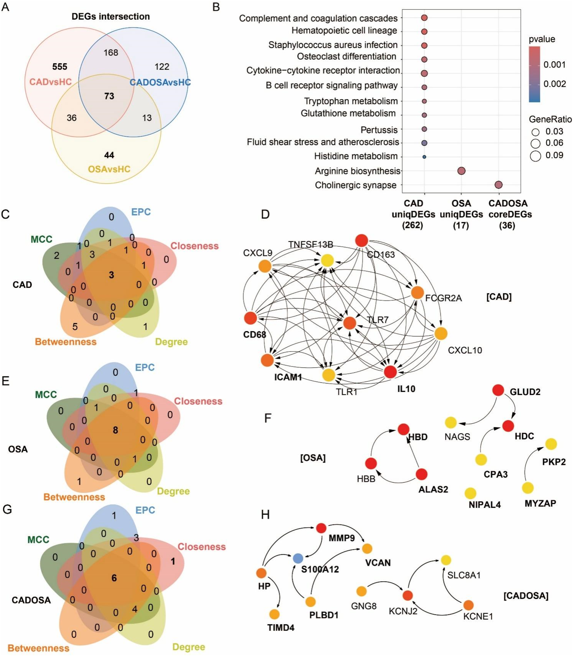 Differentially expressed genes (DEGs) and functional enrichment comparisons and hub genes in CAD, OSA, and their comorbidity. (A) Venn diagrams shows overlapping DEGs among CAD, CADOSA, and OSA. (B) Dot plot of DEG pathways comparisons among CAD, OSA and CADOSA. (C-H) Venn diagram and Protein-protein interaction (PPI) MCC-network of the top 10 hub genes of CAD (C,D), OSA(E,F), and CADOSA(G,H) identified by five network centrality algorithms: Maximal Clique Centrality (MCC), Edge Percolated Component (EPC), Closeness, Degree, and Betweenness. Overlapping genes represent consensus hub candidates. (Node color intensity reflects centrality ranking (dark red = highest, light yellow = lowest). Bold labels indicate genes consistently prioritized by all five algorithms.