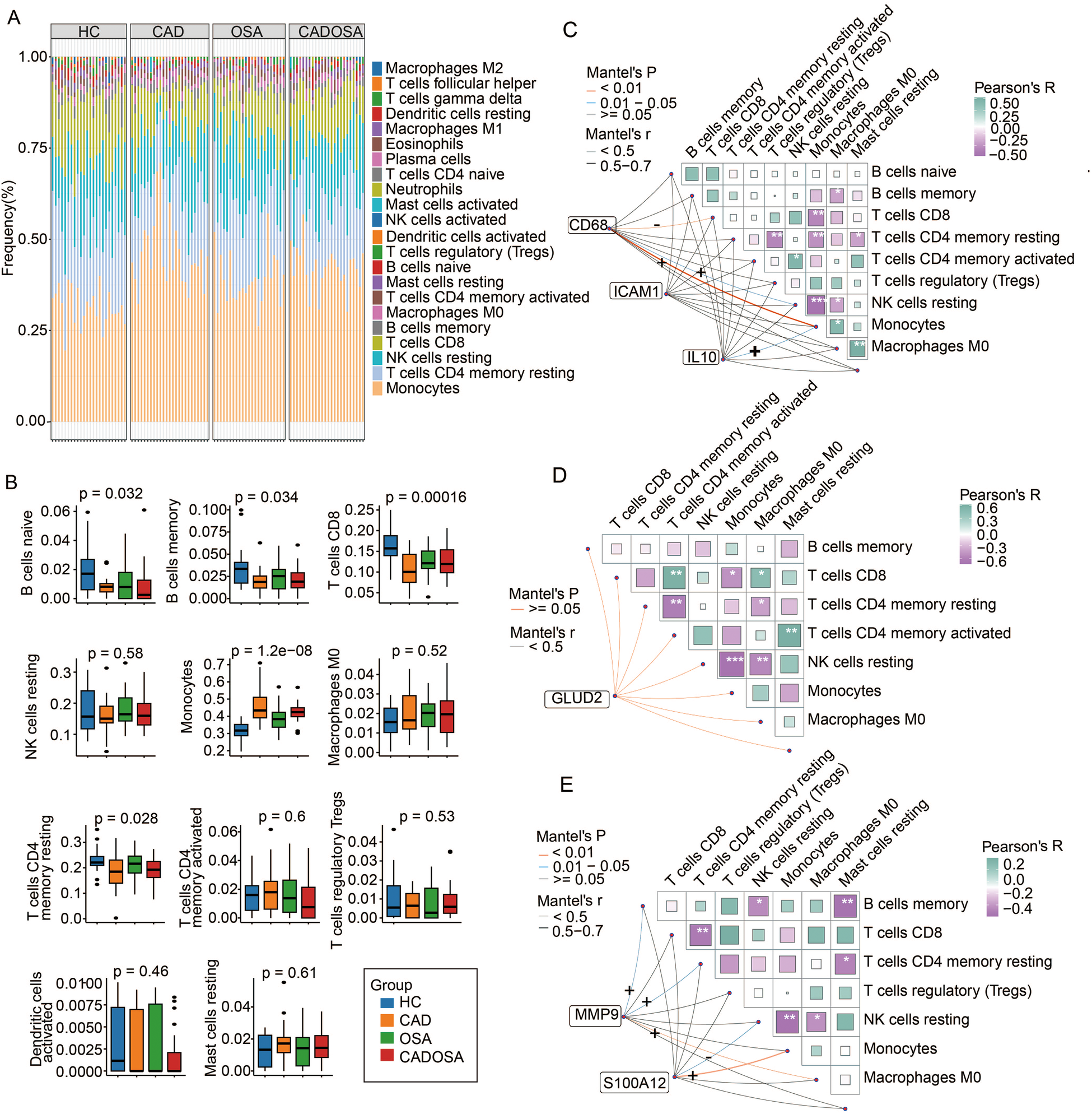 Immune cell frequency and correlation analyses in healthy controls (HC), CAD, OSA, and CADOSA groups. (A) Stacked bar chart of cell frequency percentages across four groups: HC, CAD, OSA, and CADOSA. (B) Box plots comparing different cell types with statistical significance noted. (D) The correlation between the proportion of immune cells and the expression of biomarker genes GLUD2 in OSA samples. (E) The correlation between the proportion of immune cells and the expression of biomarker genes MMP9 and S100A12 in CADOSA samples.