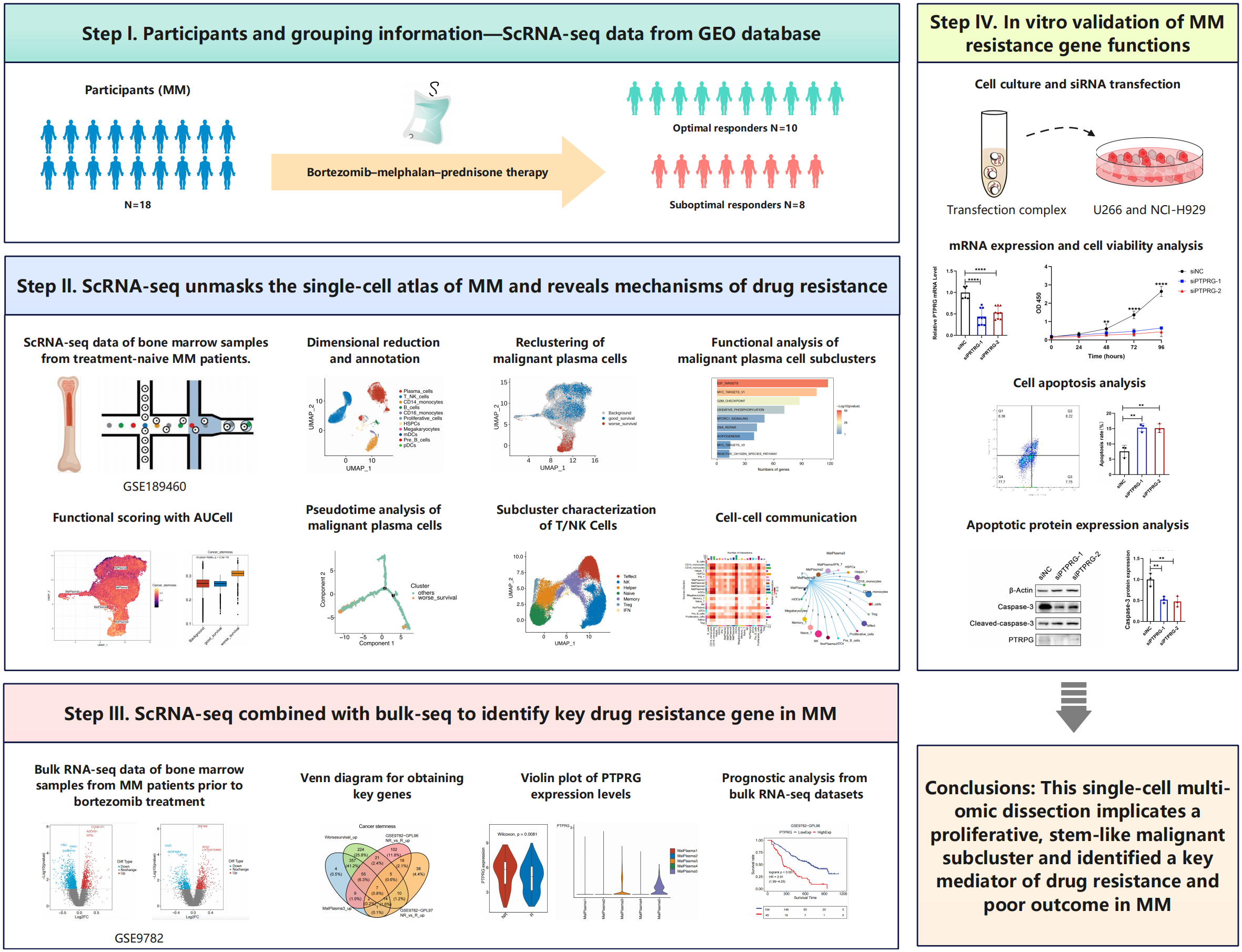 Participants and grouping information includes 18 participants receiving bortezomib-melphalan-prednisone therapy. Step II shows ScRNA-seq data revealing drug resistance mechanisms and mapping of malignant plasma cells. Step III combines ScRNA-seq with bulk-seq to identify key drug resistance genes in multiple myeloma (MM). Step IV validates MM resistance gene functions in vitro. Conclusions suggest a proliferative, stem-like malignant subcluster and a mediator of drug resistance affecting outcomes. Chart types include dimensional reduction plots, Venn diagrams, and survival analyses.