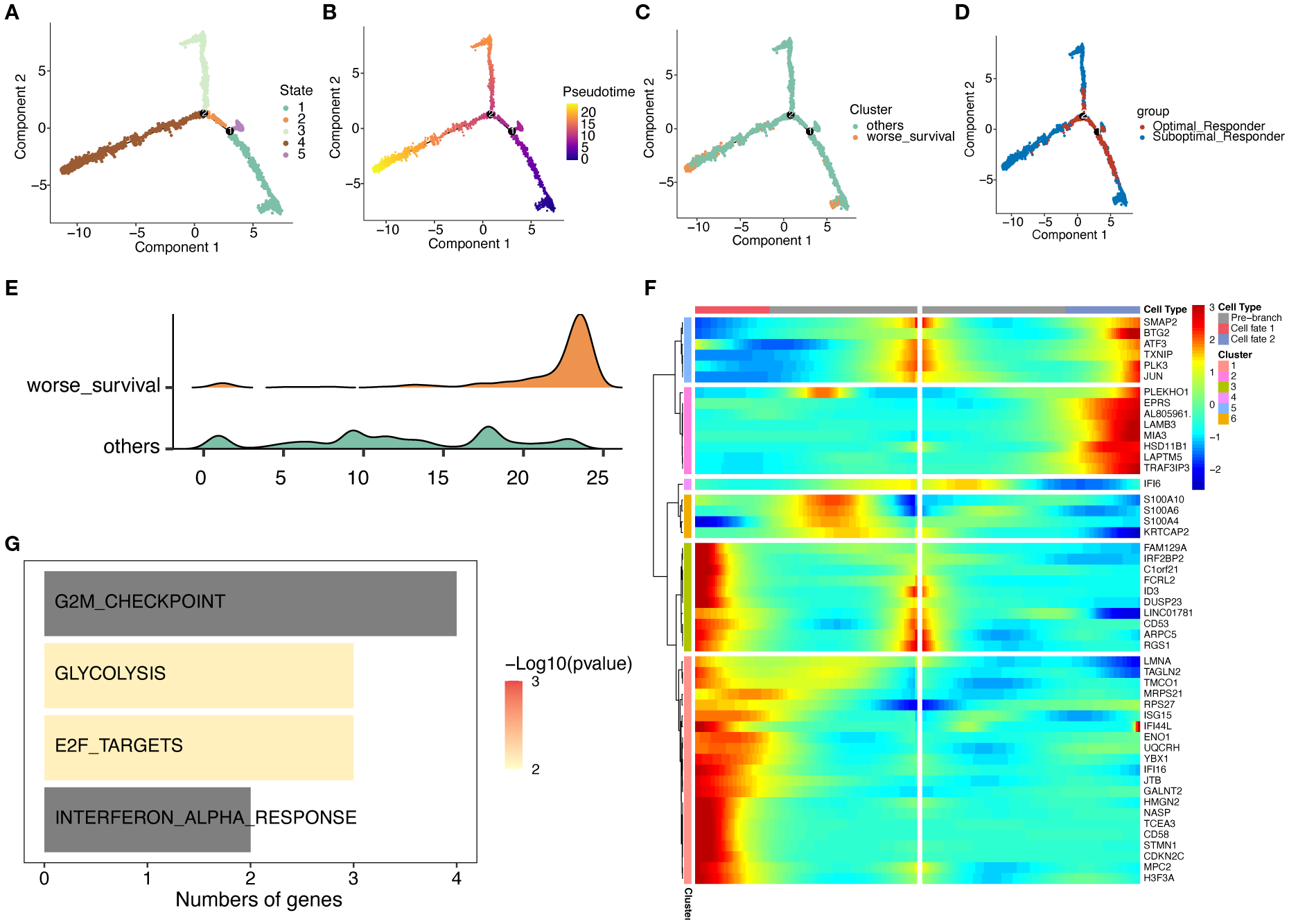 Panel A shows a scatter plot depicting cell states along two components. Panel B presents pseudotime colored plot of the same components. Panel C scatters data into clusters: “others” and “worse survival”. Panel D categorizes data into responder types. Panel E illustrates density plots for worse survival versus others over a numeric range. Panel F is a heatmap of gene expression for different cell types, clusters, and phases. Panel G is a bar chart showing numbers of genes linked to various biological checkpoints and responses with significance in different colors.