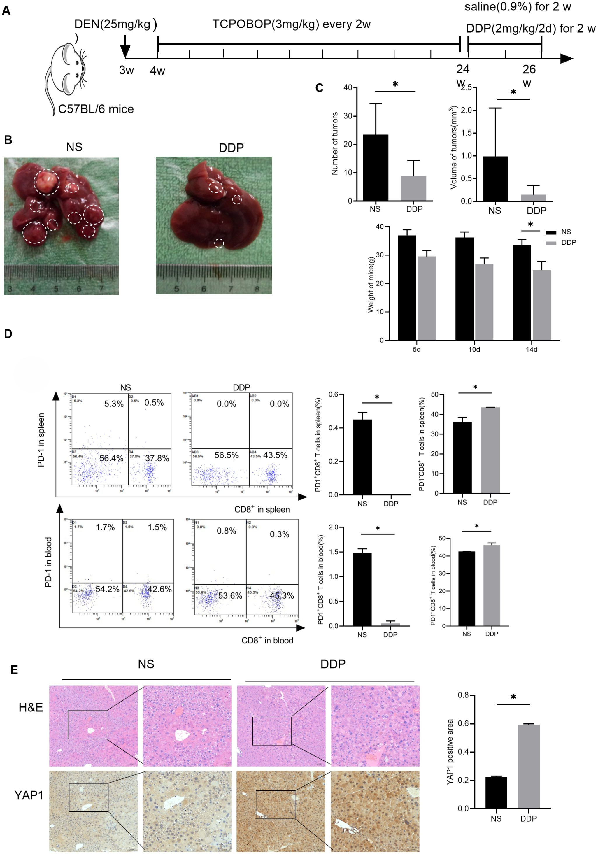 Experimental setup detailing a study on C57BL/6 mice treated with DEN and TCPOBOP. Panel B shows NS and DDP-treated liver comparisons, highlighting tumor presence. Panel C presents bar graphs indicating the number and volume of tumors, and liver weight over time. Panel D features flow cytometry plots of PD1 and CD8+ T cells in spleen and blood, with respective bar graphs. Panel E includes histological images of liver sections stained for H&E and YAP1, with graphs of YAP1 positive areas. Statistical significance is indicated by an asterisk.
