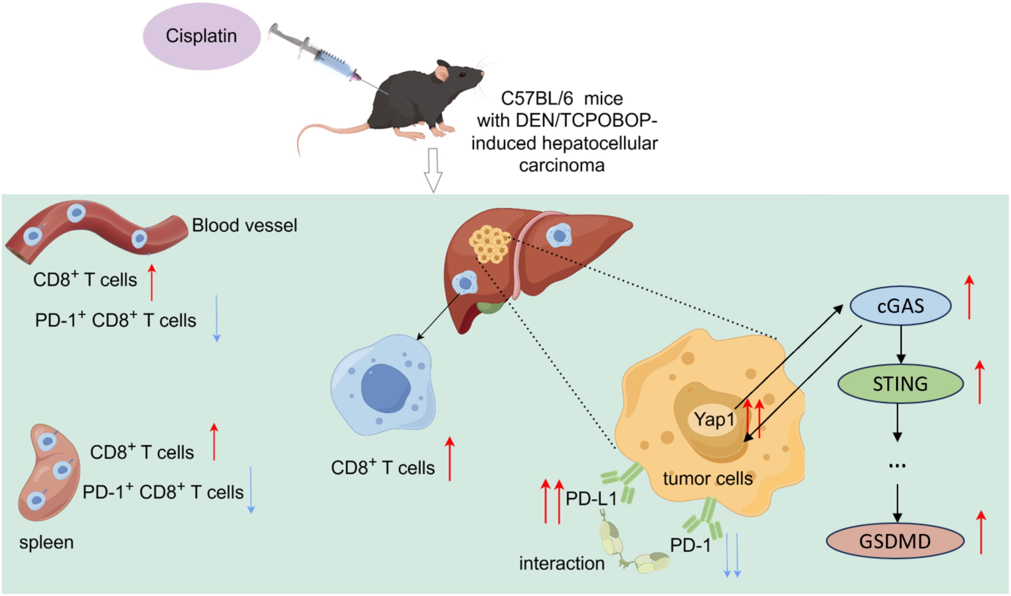 Diagram illustrating the effect of cisplatin on C57BL/6 mice with DEN/TCPBOB-induced hepatocellular carcinoma. It shows increases in CD8+ T cells in blood vessels and spleen, with decreases in PD-1+ CD8+ T cells. The liver, depicted with tumor cells, indicates interactions involving Yap1, PD-L1, and PD-1 pathways. The signaling pathway involving cGAS, STING, and GSDMD is also depicted, suggesting increased activity.