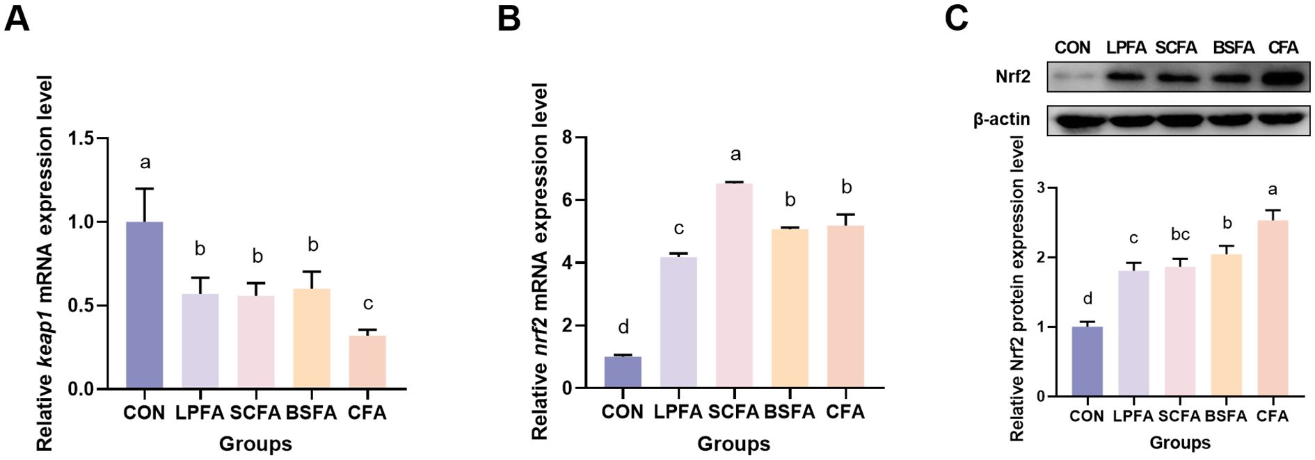 Three-panel figure showing expression levels. Panel A: Bar graph of relative keap1 mRNA expression with highest in CON group and lowest in CFA. Panel B: Bar graph of relative nrf2 mRNA expression with highest in SCFA and lowest in CON. Panel C: Western blot of Nrf2 and β-actin with corresponding bar graph for relative Nrf2 protein expression, highest in CFA and lowest in CON. Different letters above bars indicate statistical significance.