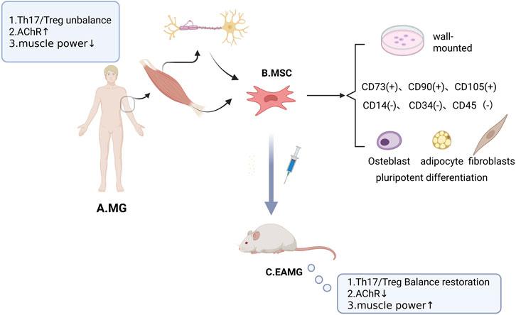 Diagram illustrating a research process. Panel A depicts a human with muscle issues labeled as MG, indicating Th17/Treg imbalance, increased AChR, and decreased muscle power. Panel B shows MSCs differentiating into osteoblasts, adipocytes, and fibroblasts, accompanied by cell markers. Panel C illustrates EAMG, a mouse model receiving MSC treatment via injection, resulting in restored Th17/Treg balance, decreased AChR, and increased muscle power.