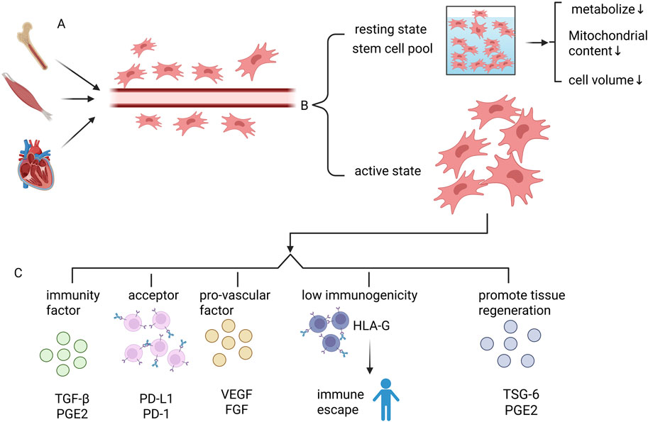 Diagram showing stem cell pathways. A: Stem cells from bone, muscle, heart tissues. B: Resting state with reduced metabolism, mitochondria, and cell volume, transitioning to the active state. C: Stem cell functions include immunity factors (TGF-β, PGE2), acceptor (PD-L1, PD-1), pro-vascular (VEGF, FGF), low immunogenicity (HLA-G) for immune escape, promoting tissue regeneration (TSG-6, PGE2).