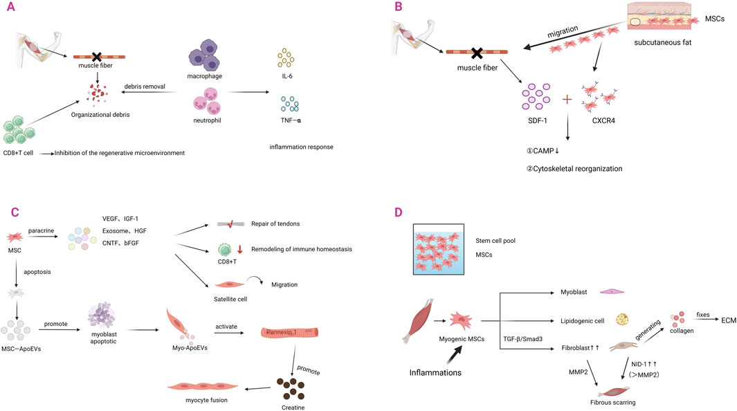 Diagram illustrating muscle injury response and regeneration. Panel A shows inflammation involving CD8+ T cells, macrophages, and neutrophils affecting muscle fiber and regeneration. Panel B highlights MSCs migrating to subcutaneous fat and interacting with SDF-1 and CXCR4, leading to cytoskeletal reorganization. Panel C depicts MSCs enhancing myocyte fusion through paracrine factors and apoptosis. Panel D shows MSCs in stem cell pools differentiating into myoblasts and lipogenic cells, affecting ECM and fibrous scarring through pathways like TGF-β/Smad3 and MMP2.