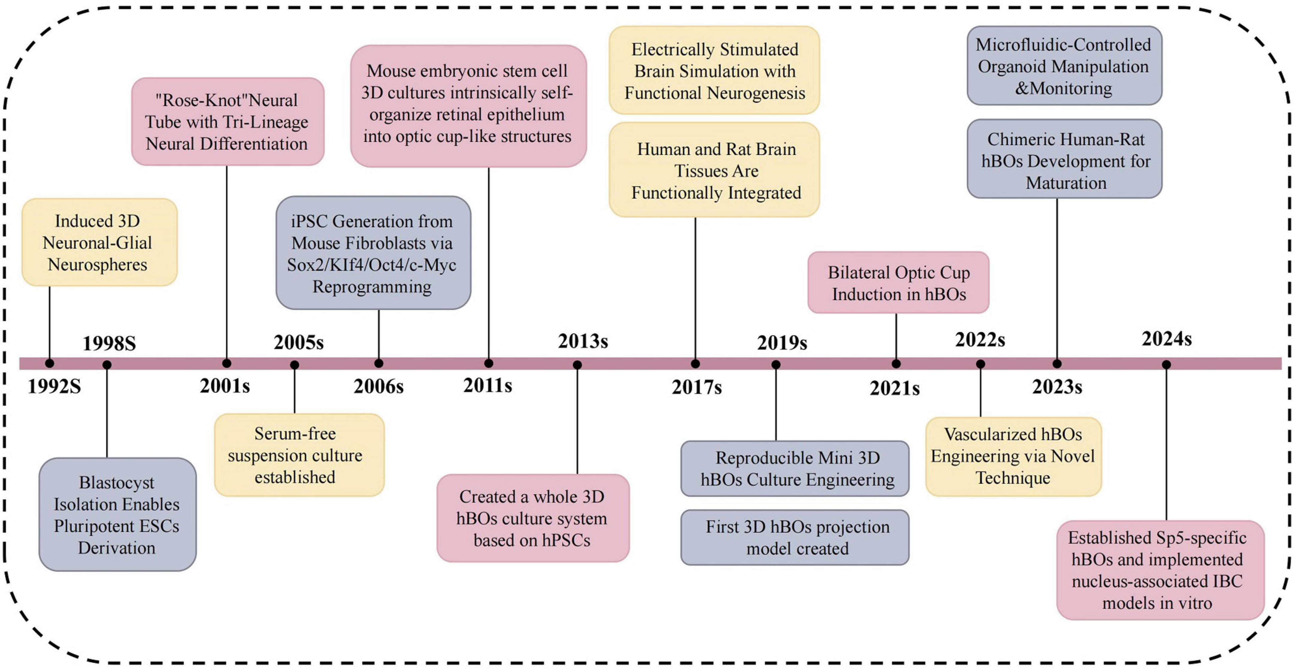 Timeline of advances in brain organoid development from 1992 to 2024. Key milestones include blastocyst isolation for pluripotent ESCs in 1992, serum-free suspension culture in 2001, and neuronal-glial neurospheres in 1998. Recent advancements involve bilateral optic cup induction in 2021, vascularized hBOs engineering in 2023, and microfluidic-controlled organoid manipulation expected in 2024.