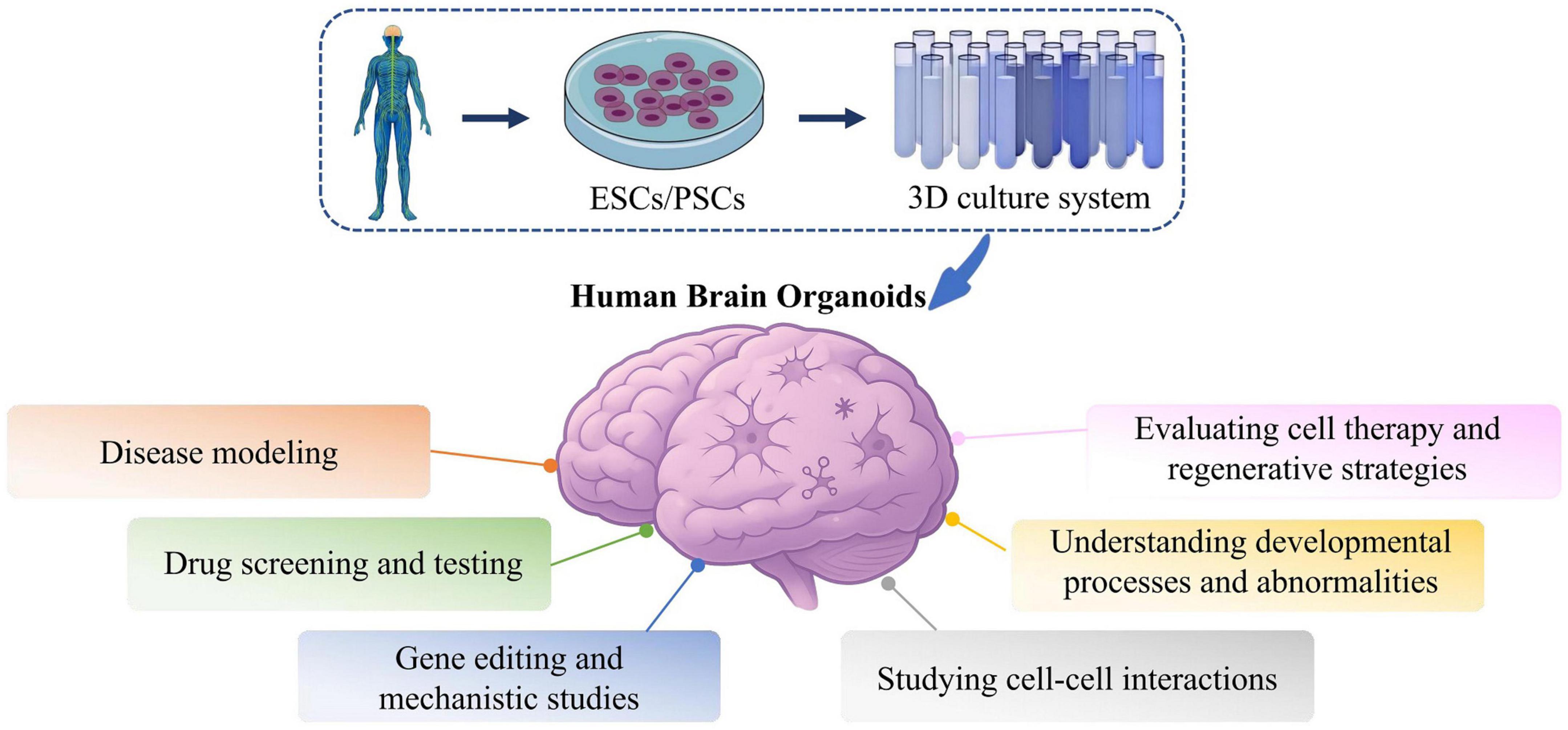 Diagram showing the creation and application of human brain organoids. It illustrates the process starting from embryonic stem cells (ESCs) or pluripotent stem cells (PSCs), progressing to a 3D culture system. The human brain organoid is depicted with various applications branching out, including disease modeling, drug screening and testing, gene editing and mechanistic studies, studying cell-cell interactions, understanding developmental processes and abnormalities, and evaluating cell therapy and regenerative strategies.