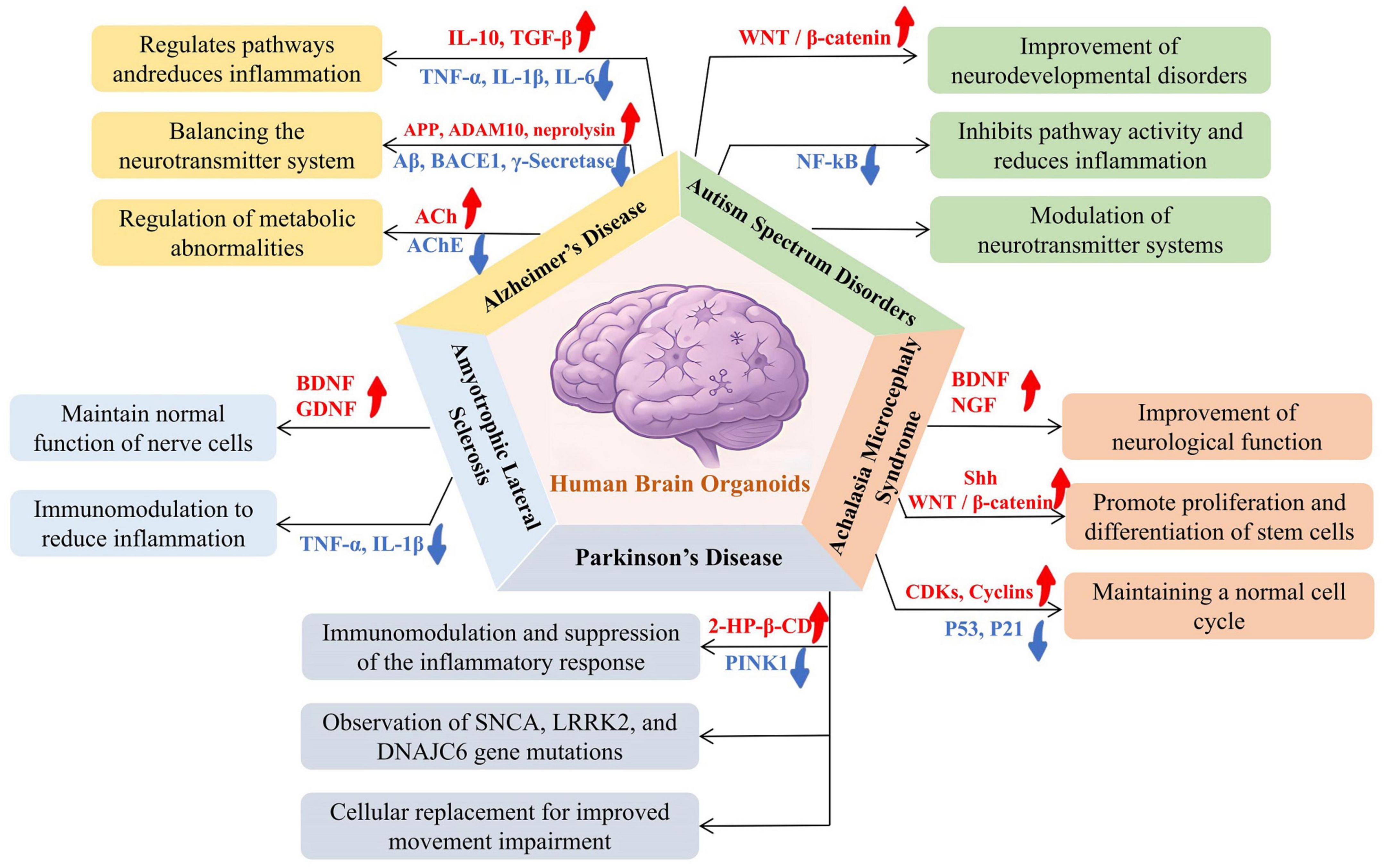 Diagram illustrating the role of human brain organoids in studying neurological disorders such as Alzheimer’s, autism spectrum disorders, and Parkinson’s disease. It shows pathways influencing inflammation, neurotransmitter balance, metabolic regulation, nerve cell function, and immune modulation. Key elements include various proteins, growth factors, and gene mutations, impacting neurological functions and developmental processes. The diagram indicates connections between scientific terms and their effects on disorders, with arrows showing the direction of influence or improvement.