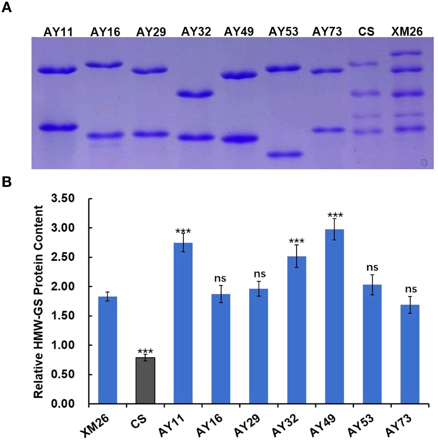 Gel electrophoresis and bar graph display protein analysis results. Panel A shows a gel with labeled lanes: AY11, AY16, AY29, AY32, AY49, AY53, AY73, CS, and XM26. Panel B presents a bar graph depicting relative HMW-GS protein content for XM26, CS, and AY lines, with AY11, AY32, and AY49 showing significant increases, indicated by asterisks, compared to others marked as “ns” for not significant.