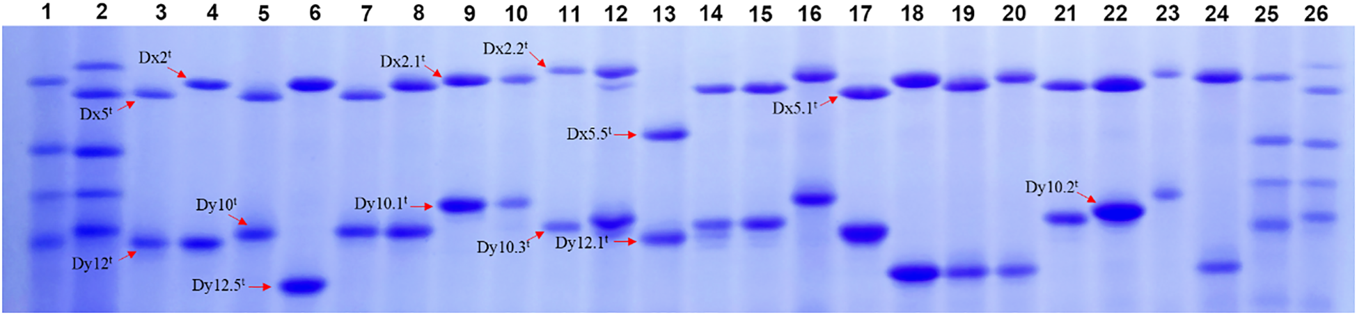 Gel electrophoresis image showing multiple vertical lanes numbered one to twenty-six. Dark blue bands marked with annotations such as Dx2ᵗ, Dx5ᵗ, and Dy10.2ᵗ are visible, indicating specific DNA or protein samples. The intensity and position of bands vary across the lanes.