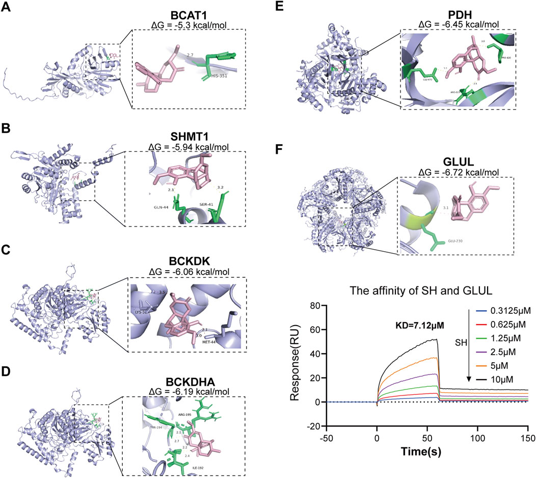 Six protein-ligand interaction diagrams labeled A to F. Each diagram shows a protein structure with a zoomed-in area highlighting ligand binding, along with free energy change values (∆G). Proteins include BCAT1, SHMT1, BCKDK, BCKDHA, PDH, and GLUL, with ∆G ranging from -5.3 to -6.72 kcal/mol. A graph titled
