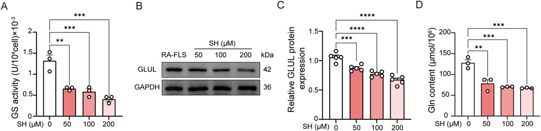 Bar graphs and a Western blot image showing the effects of varying concentrations of SH (0, 50, 100, 200 micromolar) on cells. Panel A shows a decrease in GS activity with increasing SH. Panel B displays a Western blot illustrating GLUL and GAPDH expressions. Panel C indicates a reduction in relative GLUL protein expression as SH concentration rises. Panel D exhibits a decline in Gln content with higher SH. Statistically significant differences are marked with asterisks.