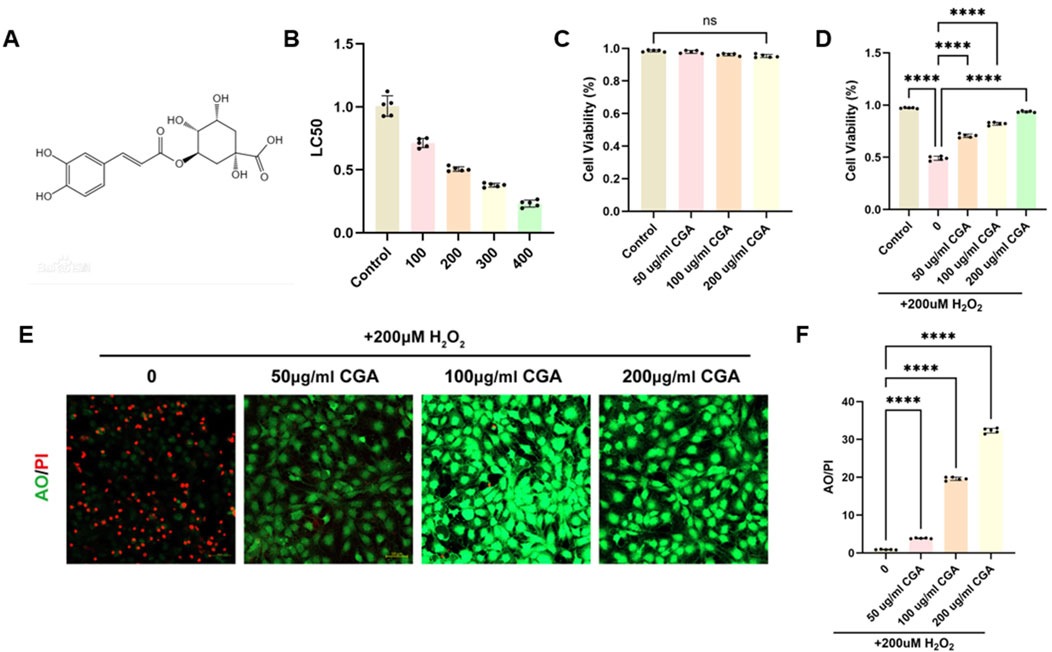 Chemical and cell viability analysis comprising of six parts: (A) chlorogenic acid (CGA) molecular structure; (B) bar graph showing LC50 values across different CGA concentrations; (C) cell viability percentage without oxidative stress; (D) cell viability under oxidative stress (+200 µM H₂O₂), significant differences marked; (E) fluorescence images indicating cell viability and death using AO/PI staining for varying CGA concentrations under oxidative stress; (F) graph with AO/PI staining levels indicating significant differences under oxidative stress.