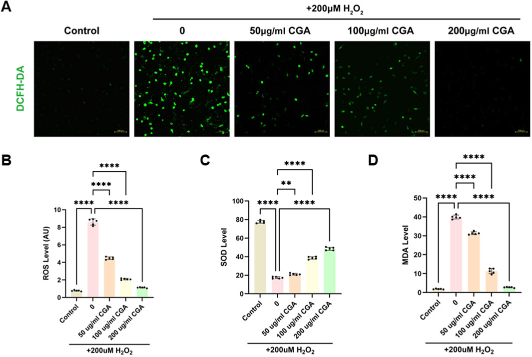 (A) Microscopy images showing DCFH-DA staining in cells under different treatments: Control, 0, 50, 100, and 200 micrograms per milliliter CGA with 200 micromolar hydrogen peroxide. (B) Bar graph of ROS levels showing significant decreases with increasing concentrations of CGA. (C) Bar graph of SOD levels indicating significant changes under different treatments. (D) Bar graph of MDA levels showing significant alterations, particularly at 0 micrograms per milliliter CGA. Statistical significance is indicated by asterisks.