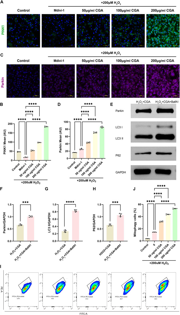 Microscopic and graphical data displays the effects of Mdivi-1 and chlorogenic acid (CGA) on PINK1 and Parkin expression in cells treated with hydrogen peroxide (H₂O₂). Panels A and C show fluorescence microscopy images for PINK1 and Parkin. B and D are bar charts comparing PINK1 and Parkin levels across treatments. E presents Western blot results for proteins Parkin, LC3 I/II, P62, and GAPDH. F, G, and H compare these proteins' ratios to GAPDH. J shows a bar chart of mitophagy cell percentage. I includes flow cytometry plots showing cellular responses to treatments.