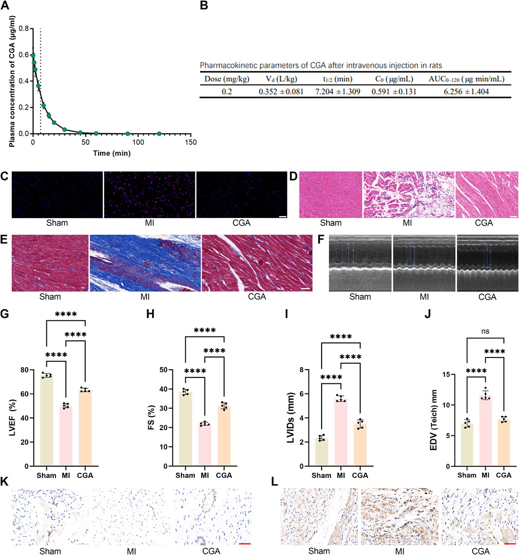 A composite image displays various panels. Panel A shows a line graph of plasma concentration of CGA over time in minutes with a decline in concentration. Panel B presents a table of pharmacokinetic parameters of CGA after intravenous injection in rats. Panels C to E display histological images of heart tissues labeled Sham, MI, and CGA, showing differences in staining patterns. Panel F contains echocardiography images under the same conditions. Panels G to J show bar graphs comparing LVEF, FS, LVIDs, and EDV rates across the three treatments. Panels K and L illustrate microscopic tissue images labeled Sham, MI, and CGA.