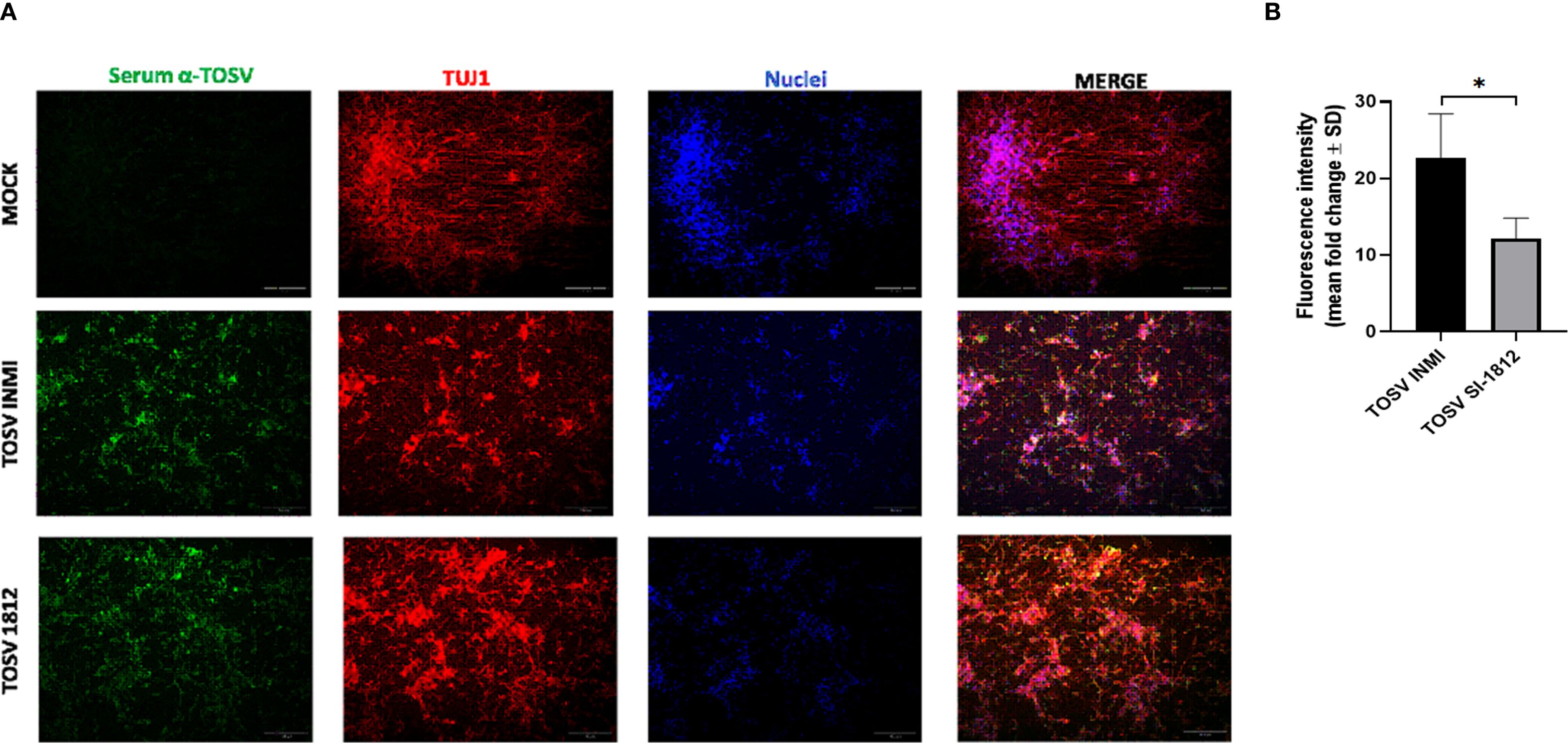Panel A shows a series of fluorescence microscopy images depicting cells with mock infected, TOSV INMI or TOSV SI-1812 infected cells. The columns represent staining with Serum α-TOSV in green, TUJ1 in red, and nuclei in blue, with merged images at the end. Panel B displays a bar graph comparing fluorescence intensity between TOSV INMI and TOSV SI-1812 infections, indicating a significant difference with a higher virus growth of the TOSV INMI strain.