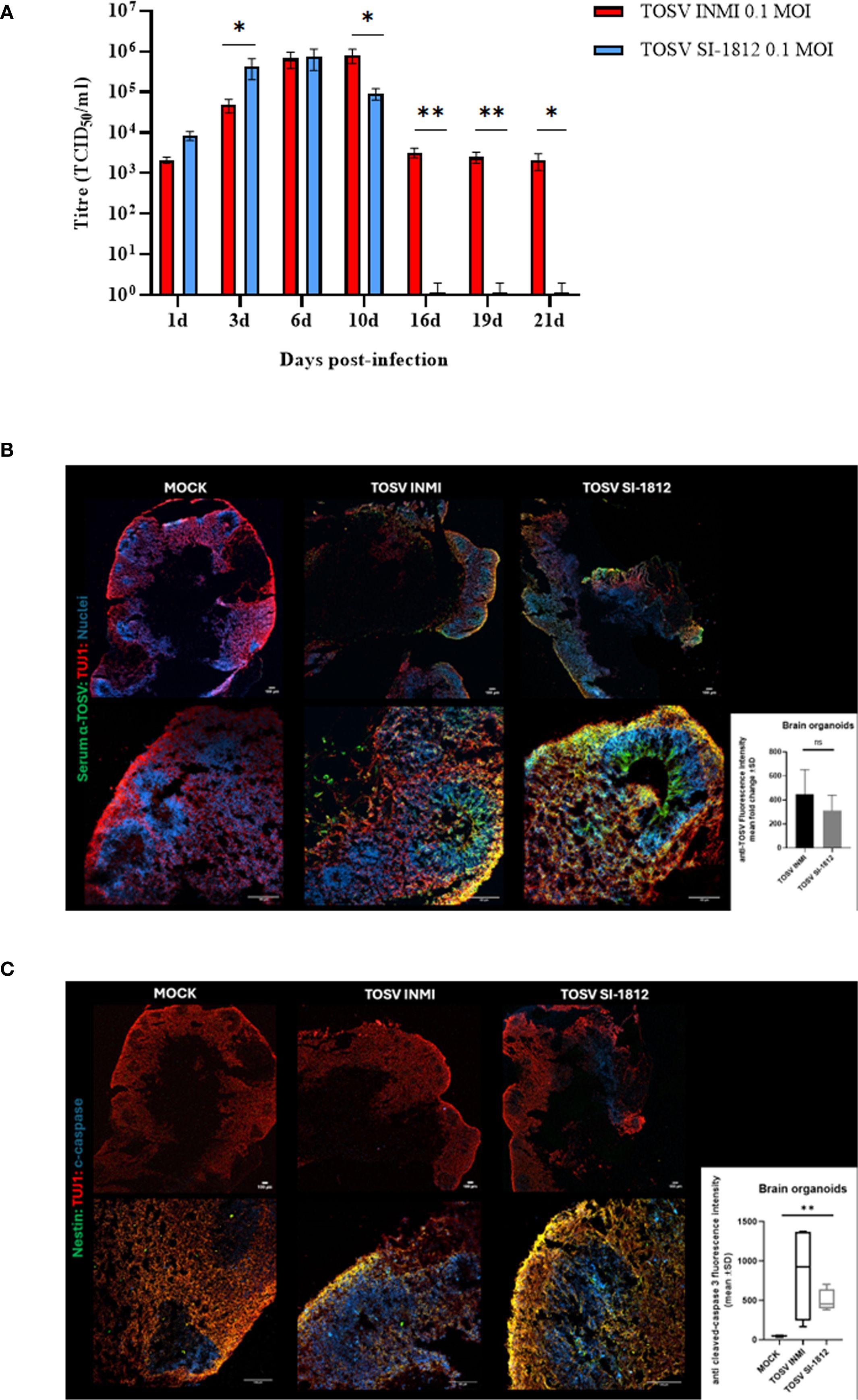 Panel A shows a bar graph comparing viral titres over time of human brain organoids infected with TOSV INMI and TOSV SI-1812. Panels B and C feature fluorescence images of brain organoids under different conditions (Mock, TOSV INMI, TOSV SI-1812) showing labeled sections for specific markers. Inserts display bar graphs comparing fluorescence intensity for brain organoids in each treatment condition.