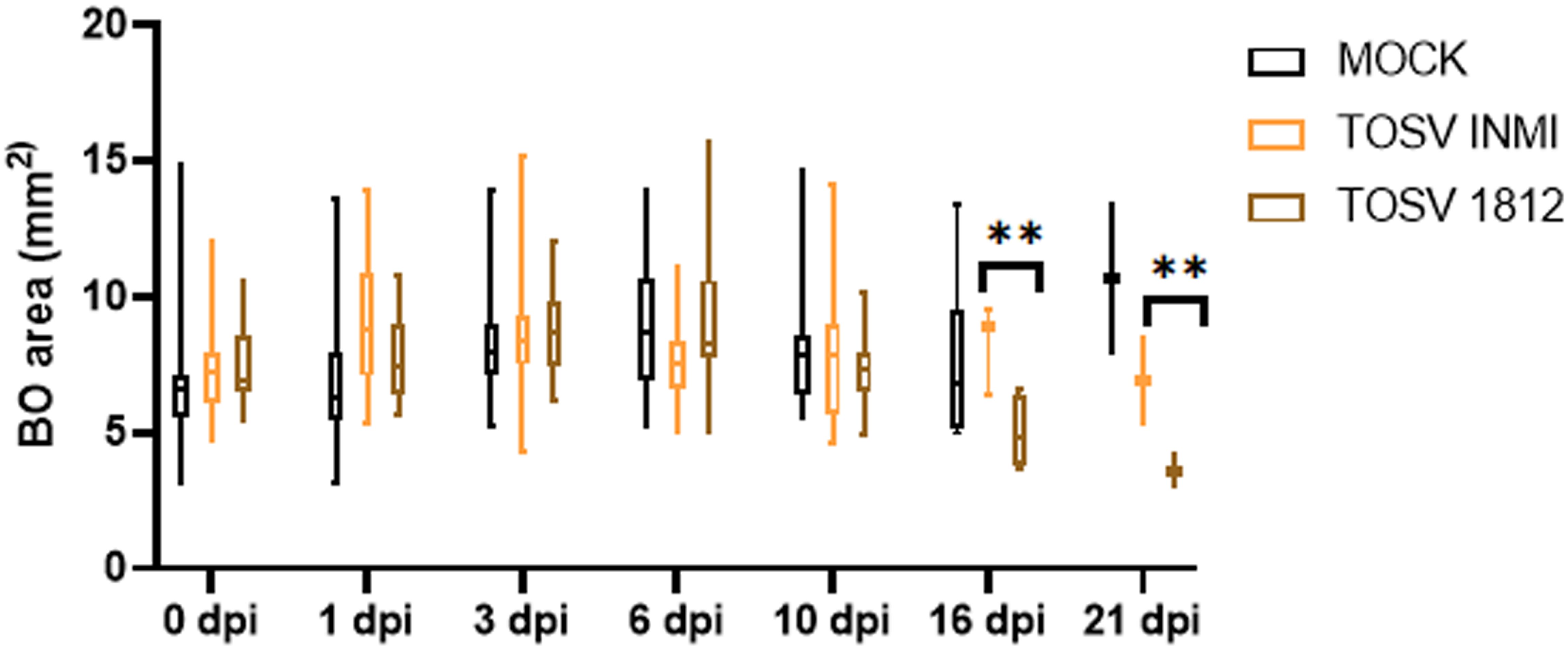 Box plot chart showing hBOs size across different days post-inoculation (dpi) for three conditions: Mock-infected (black), TOSV INMI infected (orange) and TOSV SI-1812 (brown)infected samples. Measurements are taken at 0, 1, 3, 5, 10, 16, and 21 d.p.i. Significant differences are marked at 16 and 21 d.p.i.