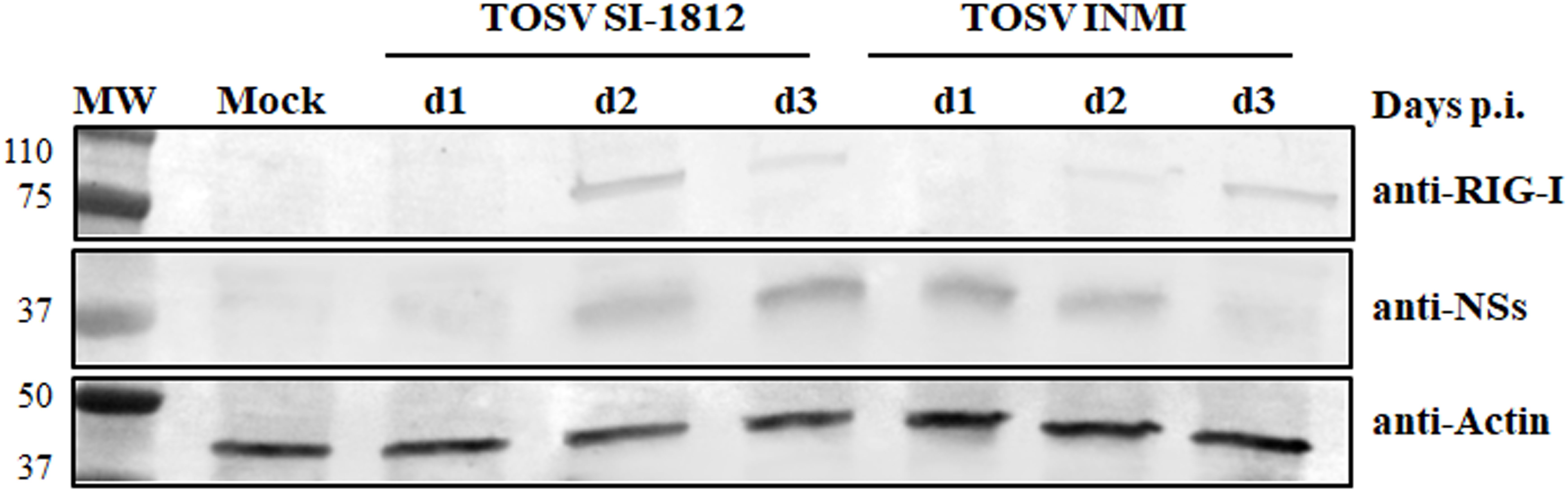 Western blot analysis showing, in TOSV SI-1812 or INMI infected DBTRG.05MG cells the expression of RIG-I, NS, and Actin. Molecular weights (MW) are indicated on the left, each lane corresponds to various d.p.i. (d1, d2, d3) for both strains, including a mock control.