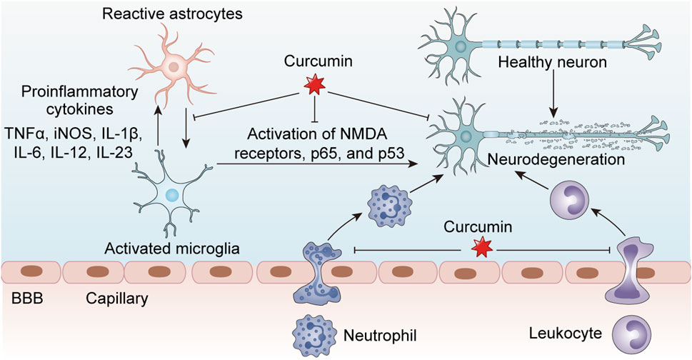 Illustration showing the effects of curcumin on neural inflammation and neurodegeneration. Reactive astrocytes release proinflammatory cytokines like TNF-alpha and IL-6, activating microglia and affecting neurons. Curcumin inhibits activation of NMDA receptors, p65, and p53, potentially reducing neurodegeneration. Healthy and degenerating neurons, activated microglia, neutrophils, and leukocytes are shown around the blood-brain barrier and capillaries.
