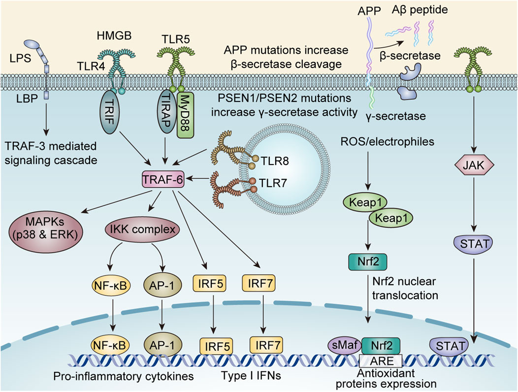 Diagram showing molecular pathways involved in inflammation and protein expression in cells. It includes Toll-like receptors (TLR4, TLR5, TLR7, TLR8), signaling proteins (TRAF-3, TRAF-6, MYD88, TRIF), and enzymes (β-secretase, γ-secretase). The image illustrates interactions leading to pro-inflammatory cytokine and type IFN production via NF-kB, AP-1, IRF5, and IRF7. It also shows Nrf2-mediated antioxidant protein expression influenced by ROS/electrophiles and JAK-STAT signaling. The pathways integrate inputs from lipopolysaccharides, HMGB, and mutations affecting APP and PSEN1/PSEN2.