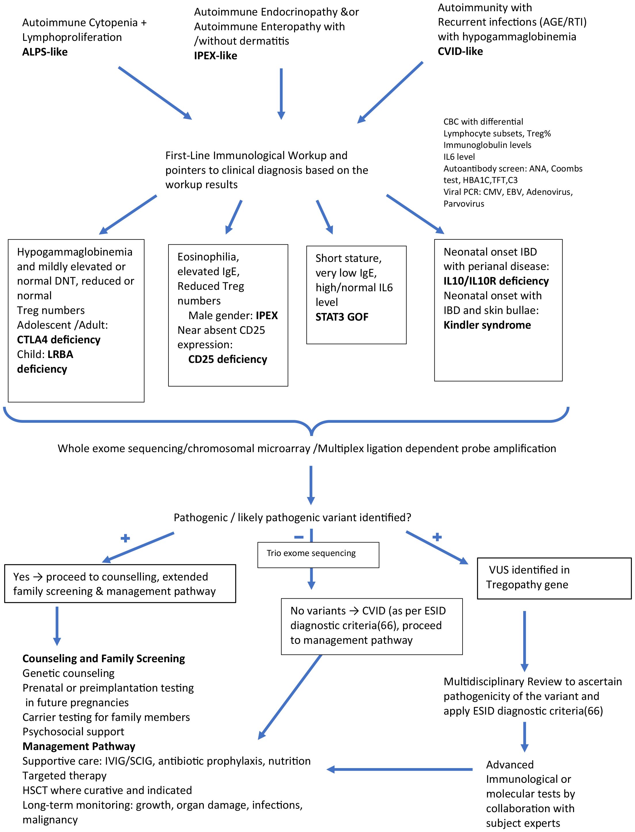 Flowchart depicting immunological and genetic workup pathways. It starts with first-line diagnosis for autoimmune conditions. Key diagnoses, such as CTLA4 deficiency, LRBA deficiency, CD25 deficiency, IPEX syndrome, STAT3 GOF and Kindler syndrome, branch from conditions like ALPS-like, CVID-like and IPEX-like symptoms. Diagnostic tests include CBC, lymphocyte subsets, and viral PCR. Genetic sequencing checks for pathogenic variants, guiding further steps like counseling, family screening, and management pathways, focusing on supportive care and long-term monitoring. The chart concludes with approaches for handling no variants or VUS identified in a Tregopathy gene.