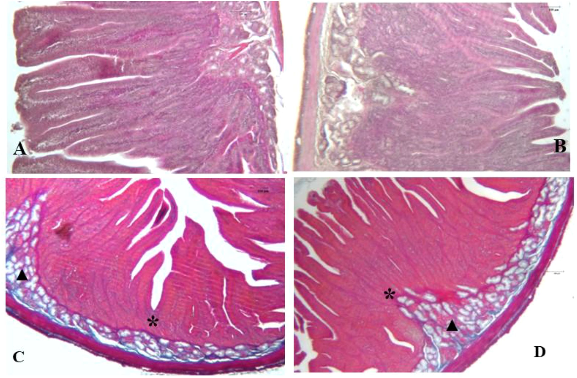 Histological images of rodent cecum and colon sections. Panel A shows pig cecum, while Panel B shows colon with distinct mucosal layers. Panel C, the cecal wall, marked with a triangle indicating a structure and an asterisk marking another feature. Panel D shows the colon wall with similar markings. Each panel highlights structural differences in tissue morphology.