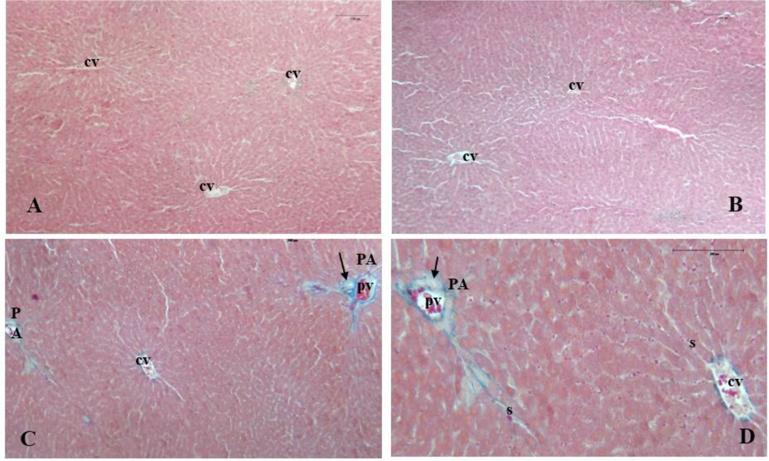 Histological images of liver tissue. Panel A and B show central veins labeled as “cv”. Panels C and D display structures labeled “PA” for portal artery, “PV” for portal vein, and sinusoids “S”. The images highlight the tissue architecture and vascular structures.