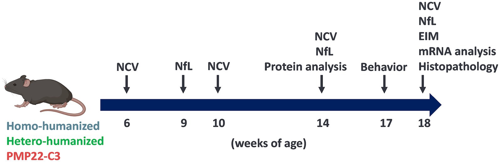 Timeline of a scientific experiment involving mice labeled as homo-humanized, hetero-humanized, and PMP22-C3. Arrows indicate analysis points at weeks six, nine, ten, fourteen, seventeen, and eighteen, including NCV, NfL, protein analysis, behavior, EIM, mRNA analysis, and histopathology.