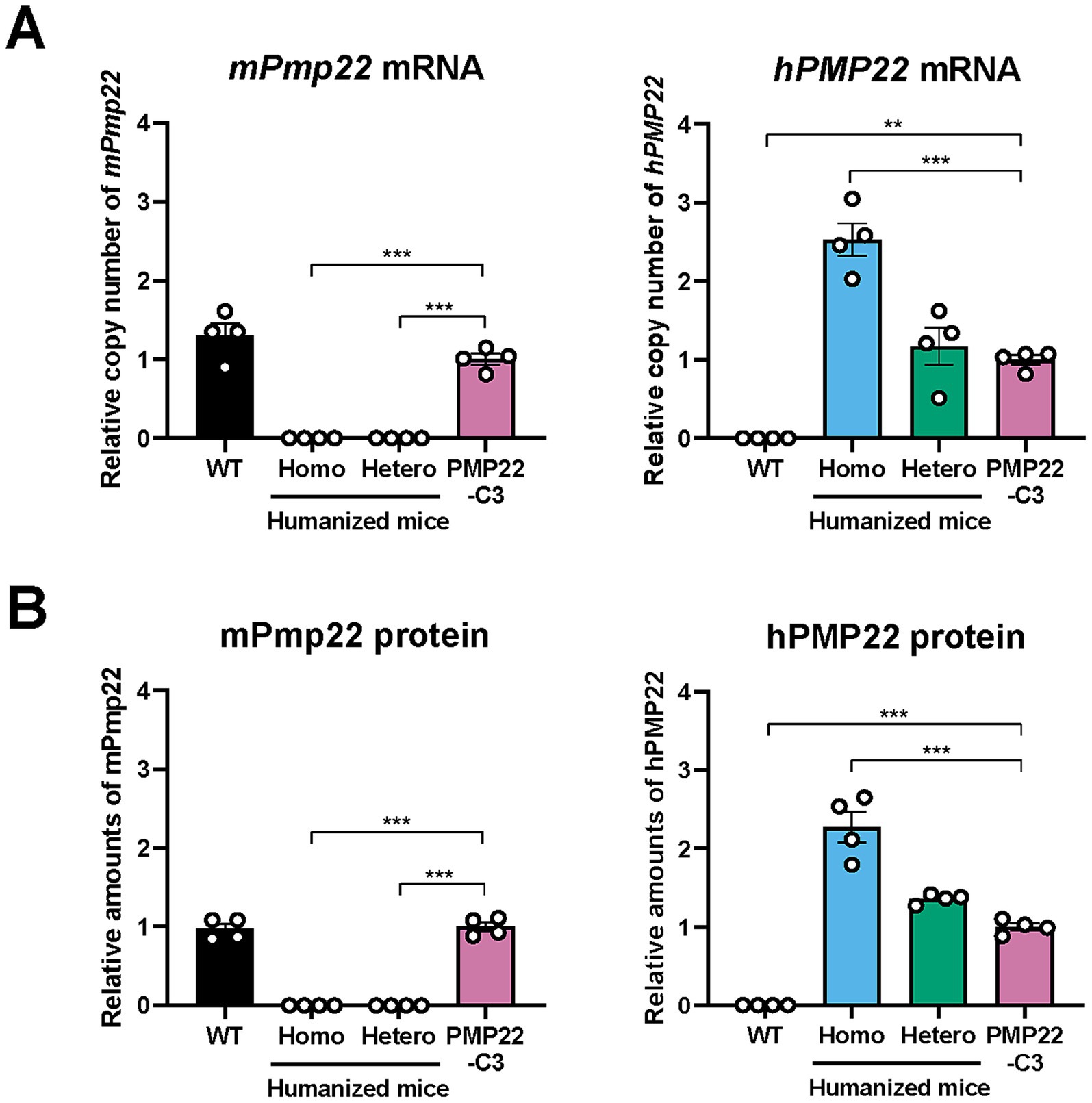 Graphs showing relative copy numbers and amounts of mPmp22 and hPMP22 mRNA and proteins in WT, humanized, and PMP22-C3 mice. WT and PMP22-C3 mice show comparable levels of mPmp22 mRNA and protein. Homo-humanized mice show higher levels of hPMP22 mRNA and protein compared with those of hetero-humanized and PMP22-C3 mice. Significant differences are marked with asterisks, indicating statistical relevance.
