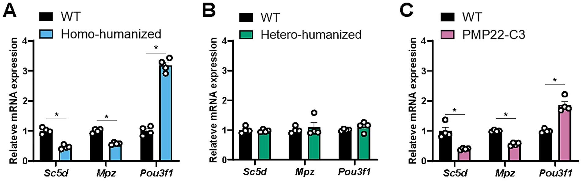Bar graphs show relative mRNA expression levels of Sc5d, Mpz, and Pou3f1. Graph A shows WT and homo-humanized conditions, with Sc5d and Mpz significantly lower, and Pou3f1 higher in the homo-humanized group. Graph B shows WT and hetero-humanized conditions, with no significant differences. Graph C compares WT and PMP22-C3 conditions, with lower levels of Sc5d and Mpz, and higher level of Pou3f1 in PMP22-C3 mice. Asterisks indicate statistical significance.