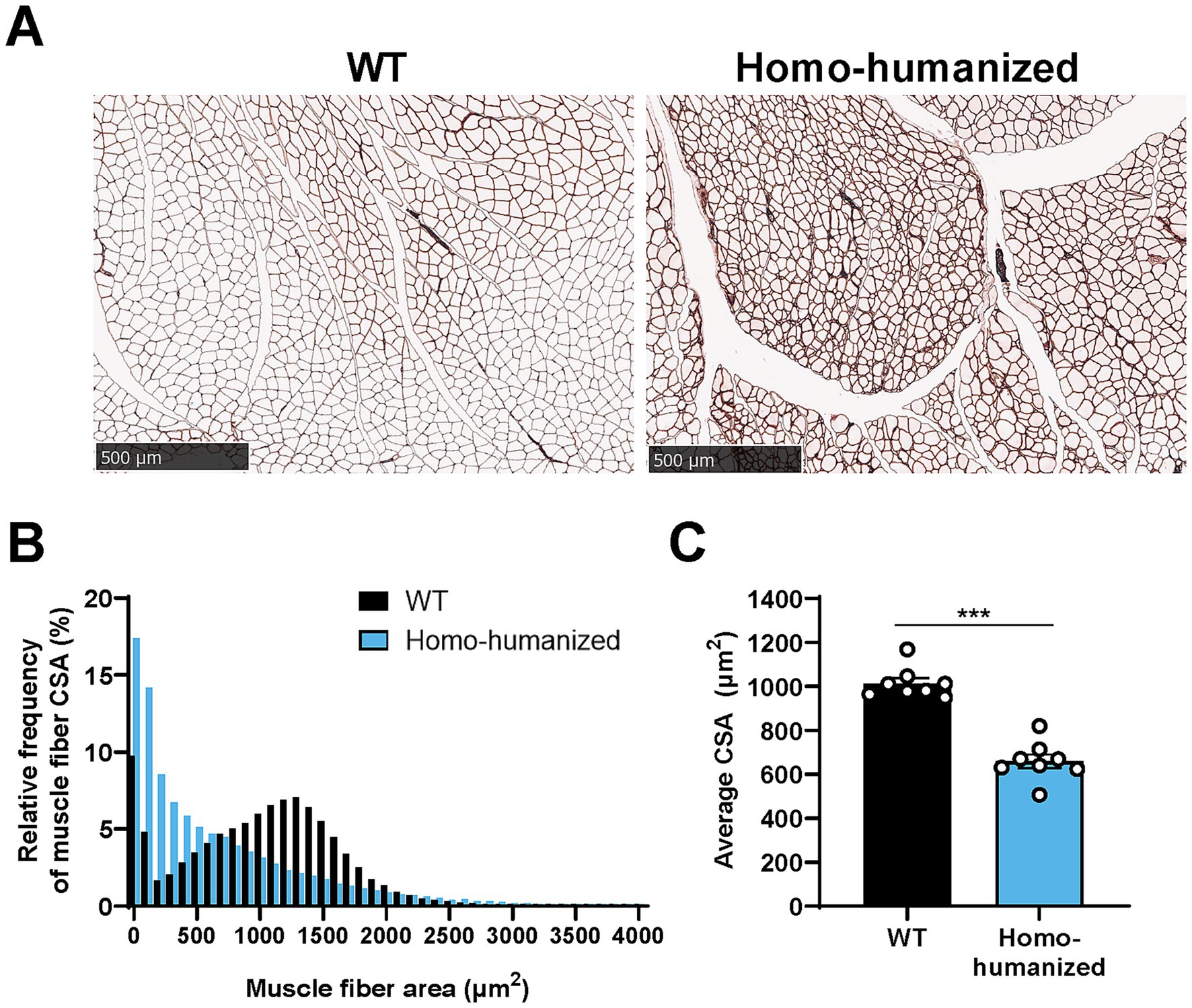 Panel A shows histological images of muscle tissue in WT and Homo-humanized samples, indicating structural differences. Panel B is a bar graph displaying the relative frequency of muscle fiber cross-sectional area (CSA) for both WT and Homo-humanized samples. Panel C is a bar graph showing average CSA, with WT having a higher average compared to Homo-humanized, marked by statistical significance. Scale bars in panel A represent 500 micrometers.