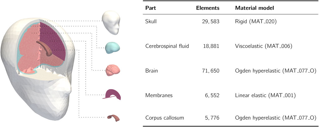 Cross-section of a human head with labeled components: skull, cerebrospinal fluid, brain, membranes, and corpus callosum. Each component is associated with the number of elements and a material model. The skull is rigid, cerebrospinal fluid is viscoelastic, and both the brain and corpus callosum are Ogden hyperelastic. Membranes are linear elastic.
