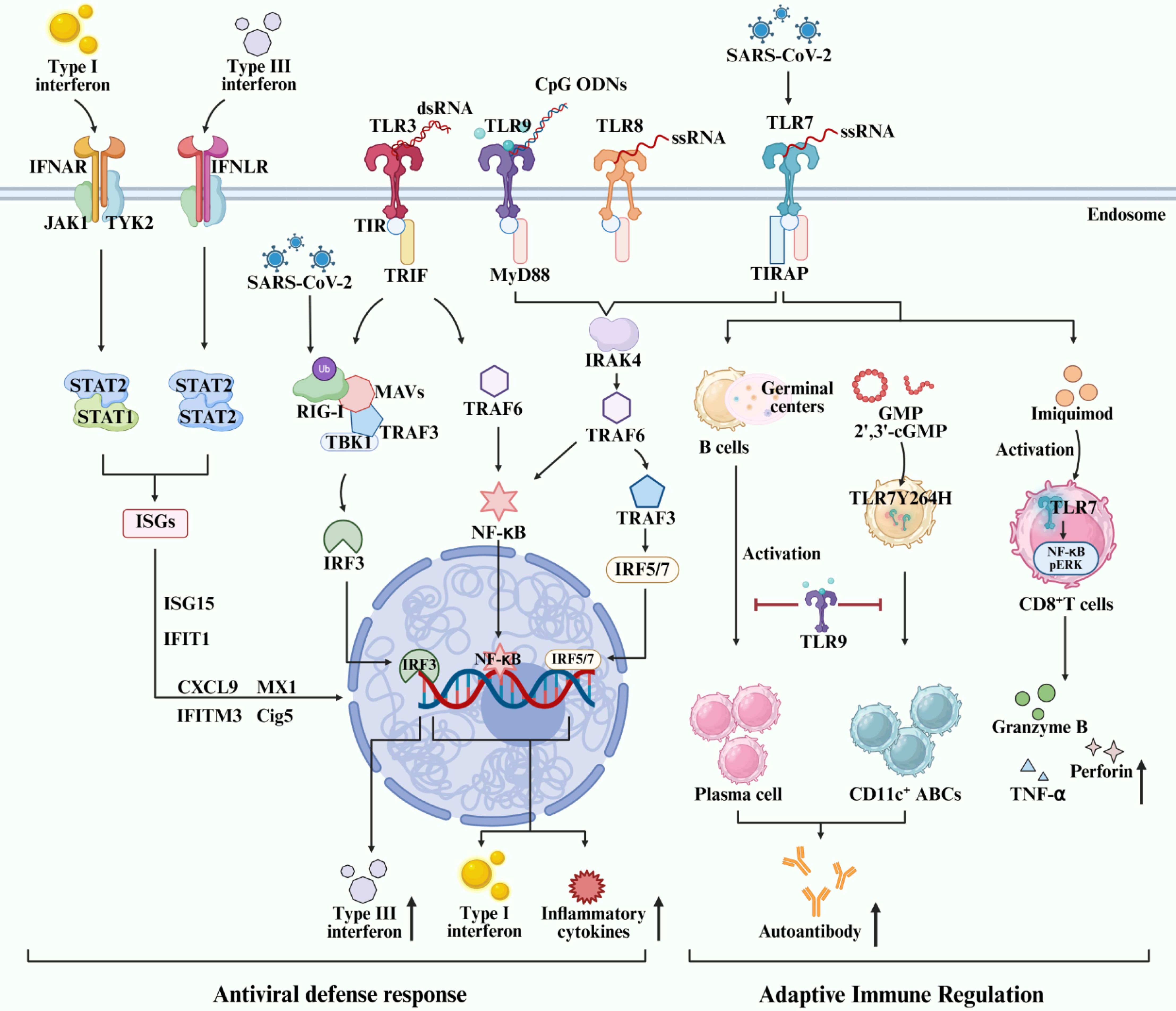 Diagram illustrating the signaling pathways of type I and III interferons and various toll-like receptors (TLRs) in response to SARS-CoV-2 and other stimuli. Key components include IFNAR, IFNLR, MAVS, TRIF, MyD88, and the activation of STAT, NF-κB, and IRFs. Results include antiviral defense responses like the induction of ISGs and inflammatory cytokines, and adaptive immune regulation involving CD8+ T cells, B cells, and plasma cells. Arrows indicate activation, while pathways are organized to show interactions between cellular components and immune responses.