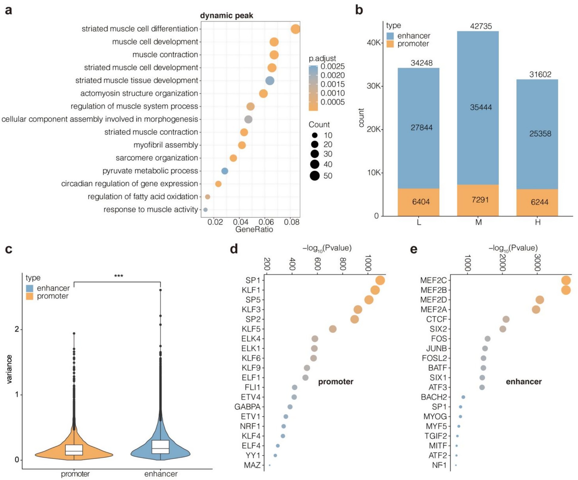 Panel a displays a dot plot showing gene ontology terms related to muscle cell functions, ranked by GeneRatio and adjusted p-values, with dot sizes representing counts. Panel b showcases a bar chart comparing the count of enhancers and promoters across three levels (L, M, H) with enhancers in blue and promoters in orange. Panel c features violin plots illustrating variance in enhancers versus promoters, with a significant difference marked by asterisks. Panel d and e are dot plots highlighting transcription factors associated with promoter and enhancer activity, ranked by negative log p-values, with color indicating p-value significance.