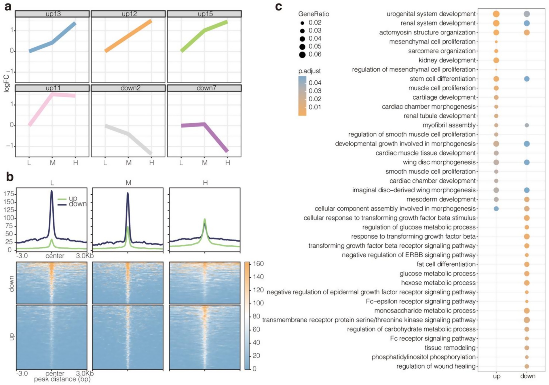 Panel a shows six line graphs of log fold change against conditions L, M, and H for different genes, with varying trends. Panel b includes line graphs comparing 'up' and 'down' peak distances in base pairs for conditions L, M, and H, and heatmaps depicting the intensity of peaks around a center point. Panel c features a dot plot displaying gene ratios and p-value adjustments for various biological processes, with dot sizes indicating gene ratio and color gradient representing p-value adjustment.