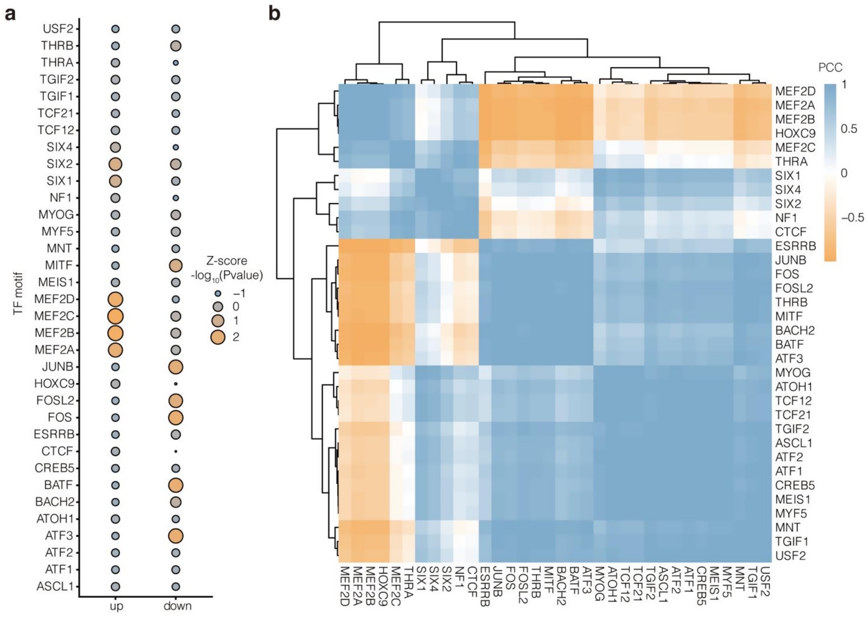 Two-part image depicting transcription factor analysis. Part a) shows a dot plot with transcription factor motifs on the y-axis and “up” or “down” on the x-axis. Dot size and color indicate Z-score and p-value, respectively. Part b) is a hierarchical clustering heatmap, with transcription factors listed on both axes. The color scale represents Pearson correlation coefficients, with blue indicating negative and orange positive correlations.