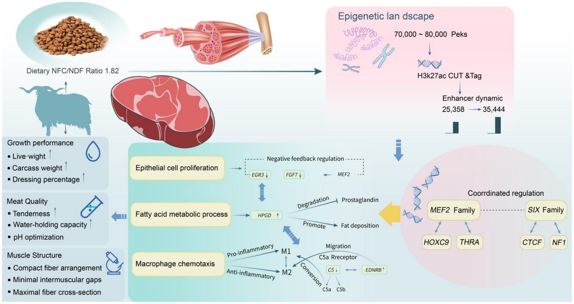 Diagram depicting the effects of dietary NFC/NDF ratio on animal growth and meat quality. Features include feed pellets, muscle tissue, and factors like epithelial cell proliferation, fatty acid metabolism, and macrophage chemotaxis. Epigenetic landscape processes involve H3k27ac CUT & Tag and enhancer dynamics. Coordinated regulation by MEF2 and SIX families influences genes such as HOXC9 and THRA. Growth performance, meat quality, and muscle structure are linked to live weight, carcass weight, tenderness, and fiber arrangement. Arrows indicate interactions and feedback regulation within these biological processes.