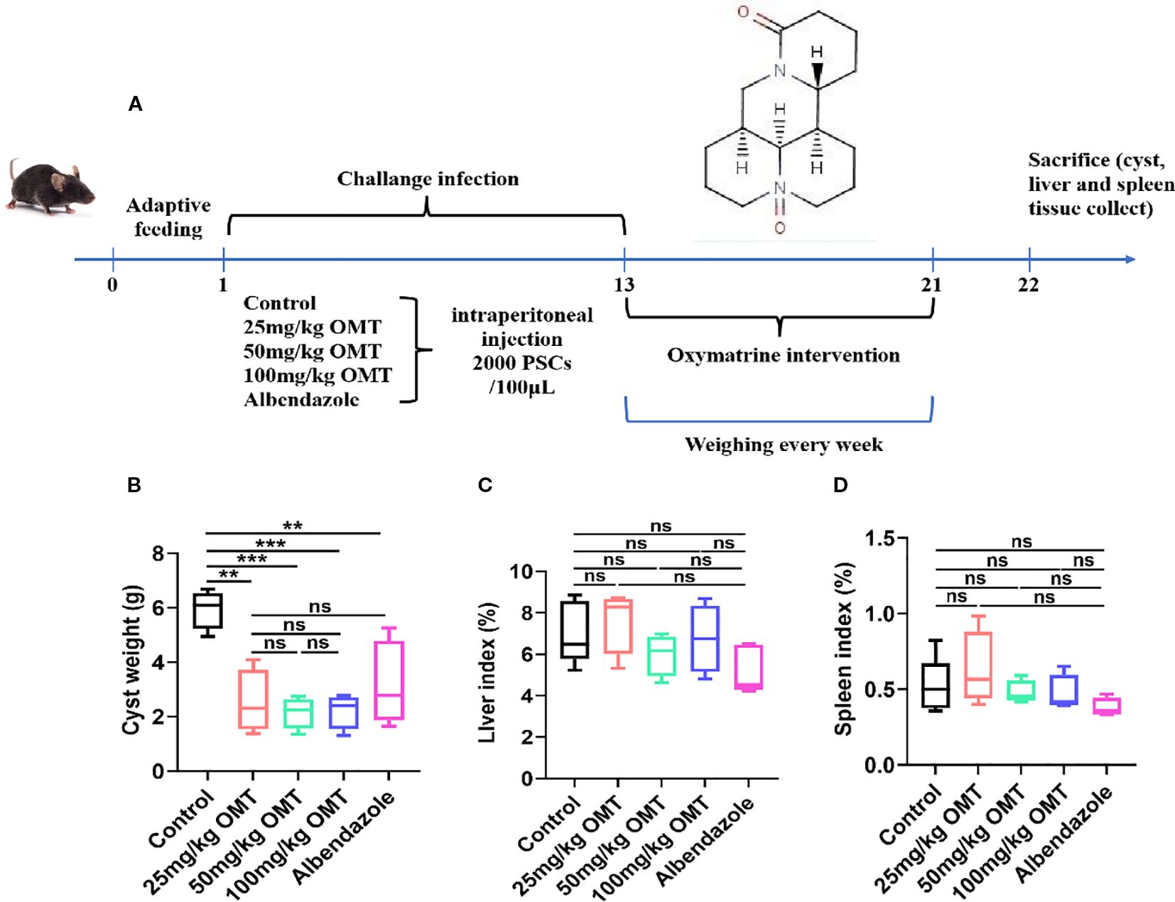 Diagram showing an experimental timeline and results from a mouse study. Panel A illustrates the procedure: adaptive feeding, infection challenge, and oxymatrine intervention, culminating in tissue collection. Panels B, C, and D display box plots comparing cyst weight, liver index, and spleen index across various treatments: control, 25 mg/kg OMT, 50 mg/kg OMT, 100 mg/kg OMT, and albendazole, with significance markers indicating statistical differences.