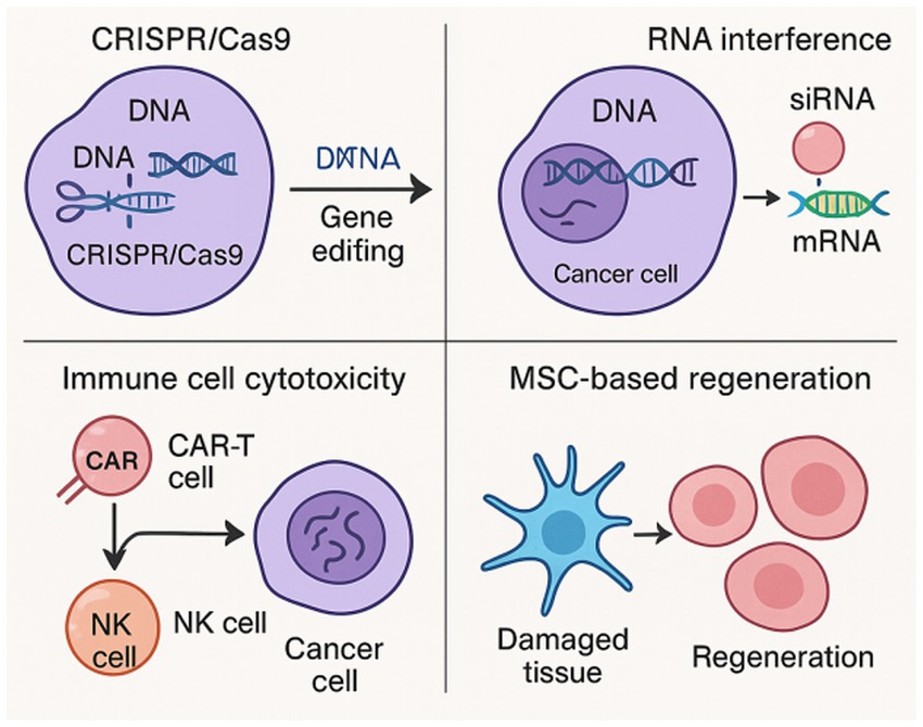 Diagram illustrating four biotechnology techniques. Top left: CRISPR/Cas9 used for gene editing of DNA. Top right: RNA interference in cancer cells using siRNA to target mRNA. Bottom left: Immune cell cytotoxicity with CAR-T and NK cells targeting cancer cells. Bottom right: MSC-based regeneration showing damaged tissue leading to cell regeneration.