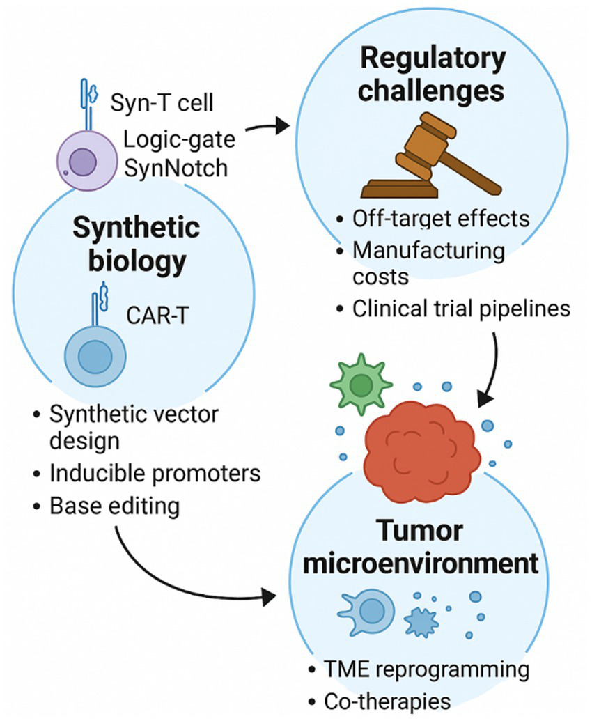 Diagram illustrating challenges in synthetic biology applied to cancer treatment. It shows a flow from Synthetic Biology, with elements like Syn-T cells and CAR-T, to Regulatory Challenges, noting off-target effects, manufacturing costs, and clinical trial pipelines. It also connects to Tumor Microenvironment, highlighting TME reprogramming and co-therapies, depicted with cell and tumor icons.