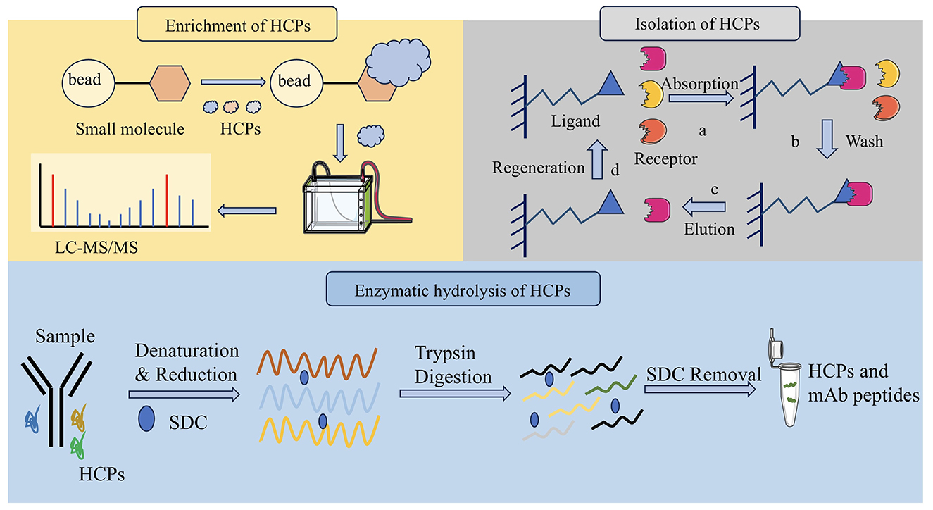 Diagram illustrating a two-part process for analyzing Host Cell Proteins (HCPs). The top part shows enrichment and isolation of HCPs using beads and small molecules, leading to LC-MS/MS analysis. It includes ligand and receptor interactions, absorption, washing, elution, and regeneration. The bottom part details the enzymatic hydrolysis of HCPs, starting with denaturation and reduction with SDC, followed by trypsin digestion and SDC removal, resulting in HCPs and monoclonal antibody peptides.