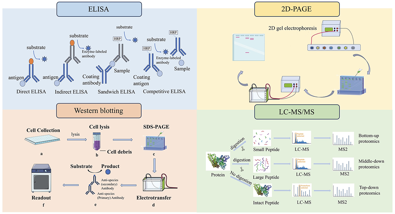 The infographic illustrates four biochemical techniques: ELISA, Western Blotting, 2D-PAGE, and LC-MS/MS. ELISA shows four methods: Direct, Indirect, Sandwich, and Competitive, each highlighting different substrate interactions. Western Blotting outlines steps from cell collection to readout. 2D-PAGE details the gel electrophoresis process. LC-MS/MS describes peptide analysis through digestion, LC-MS, and MS2 for bottom-up, middle-down, and top-down proteomics. Each section provides concise visual processes for each technique.